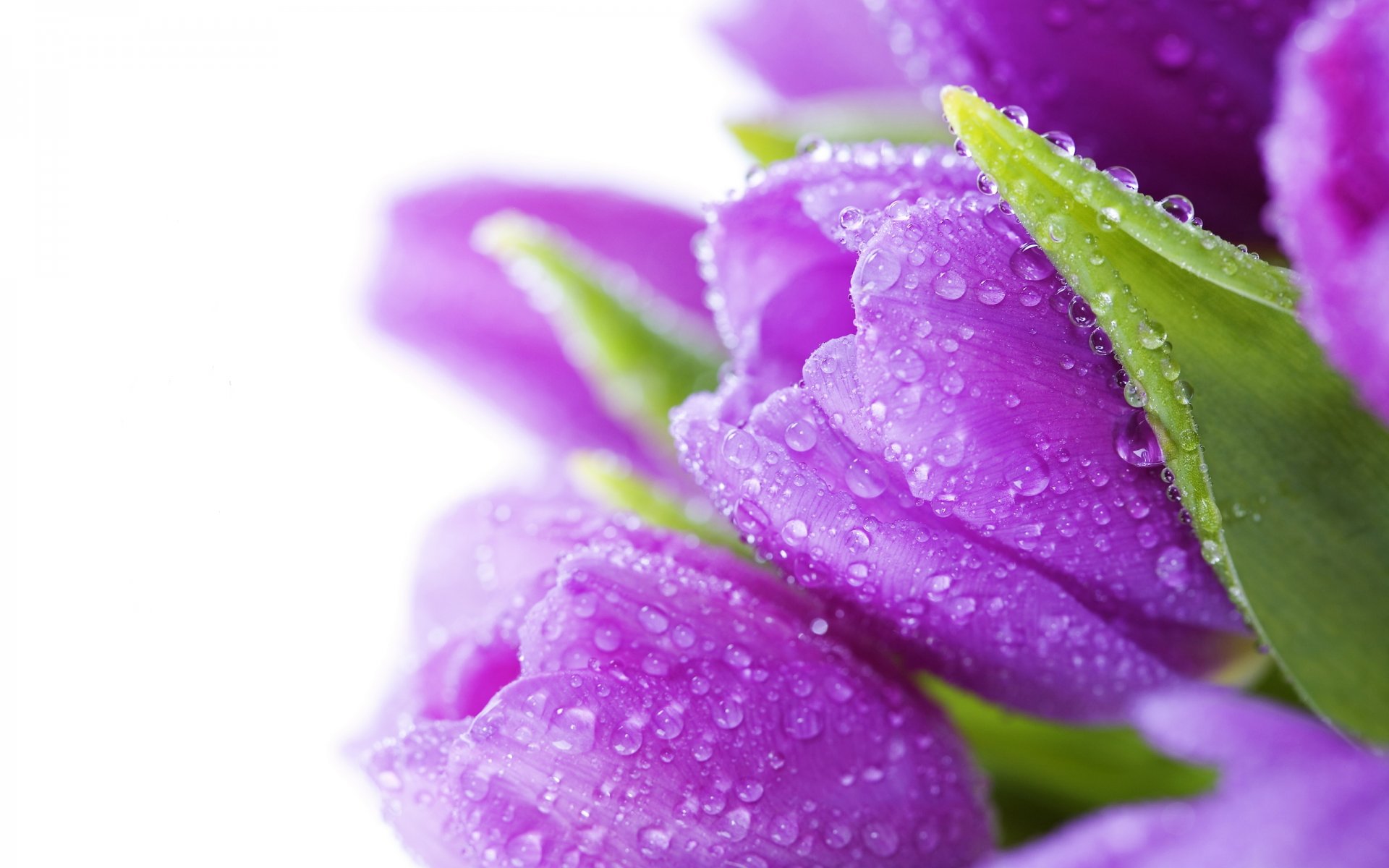 tulips flowers bouquet bright violet water drops beauty flower purple leaves petals rosa