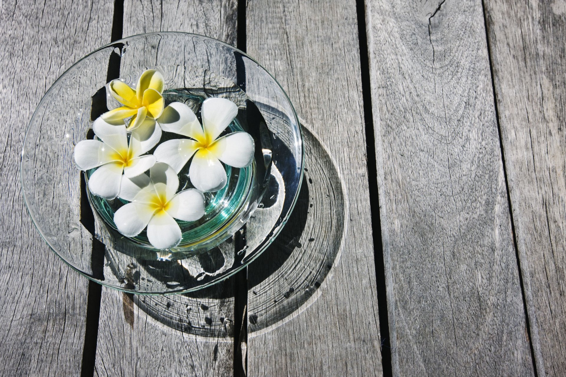 flowers florets frangipani plumeria plumeria yellow white vase wood boards background wallpaper widescreen fullscreen widescreen