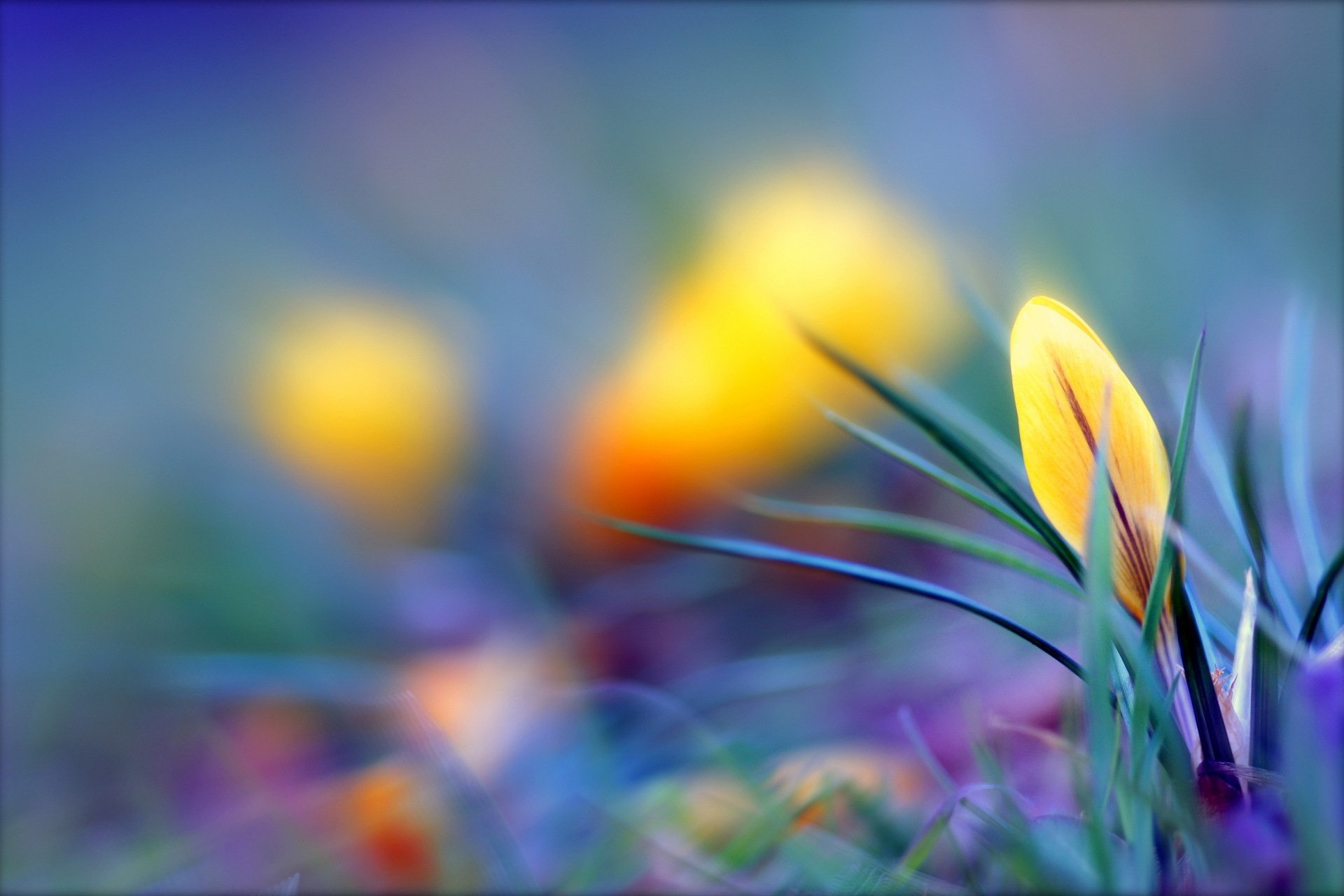 crocus jaune non ouvert fond