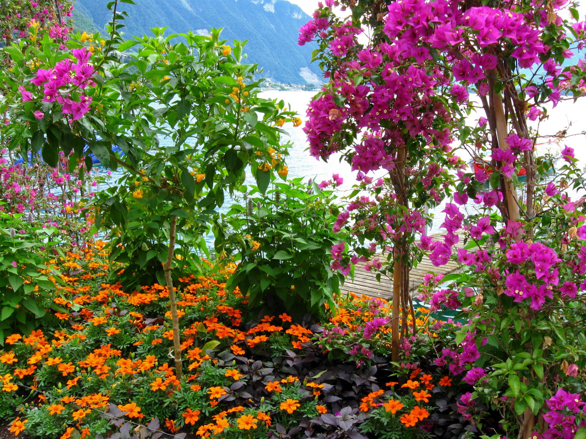 arbustes fleurs rose feuilles montagnes nature