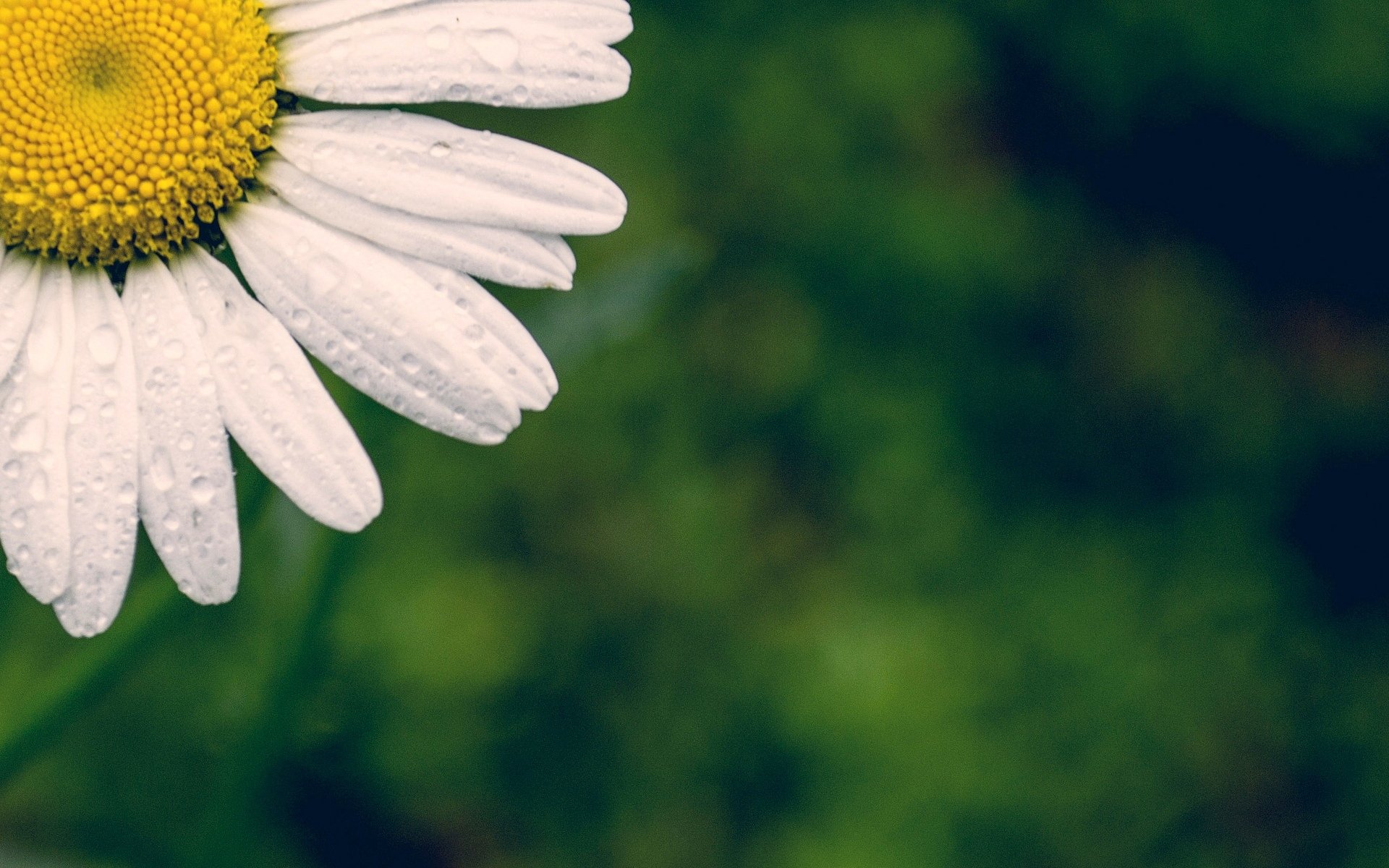 flowers flower flower daisy white petals green background wallpaper widescreen fullscreen widescreen background widescreen