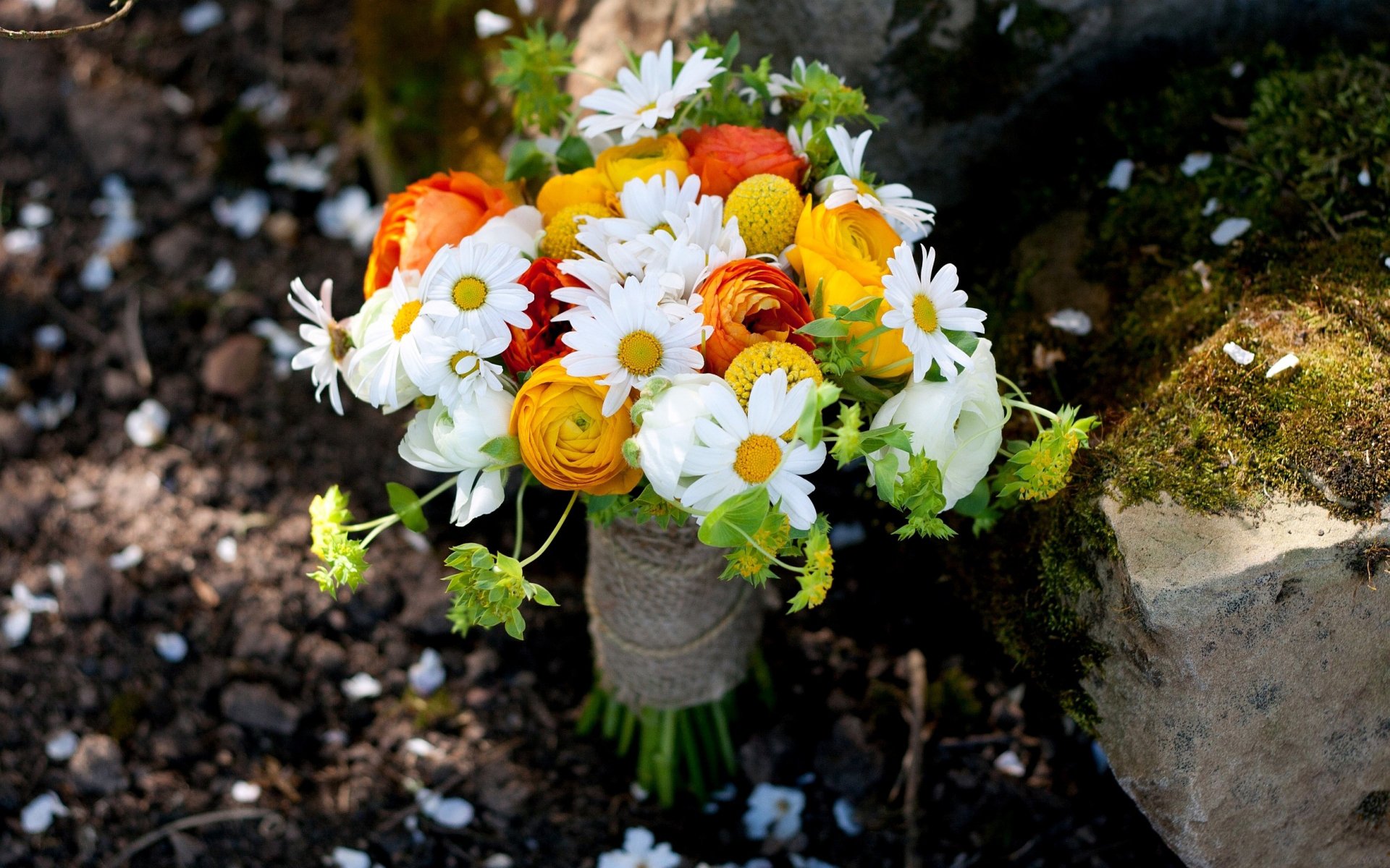 bouquet marguerite roses gros plan