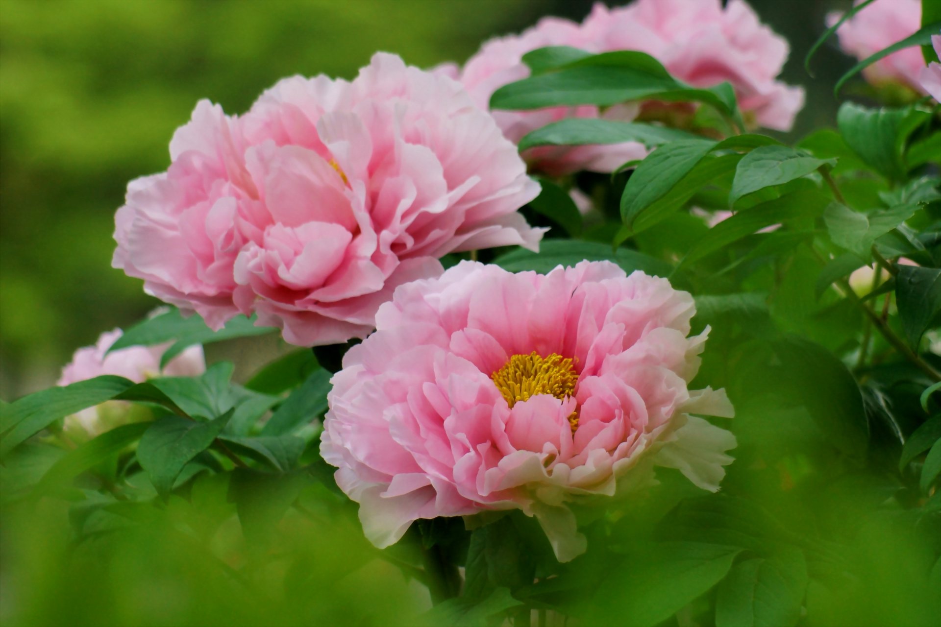 peonies pink bush leaves focu