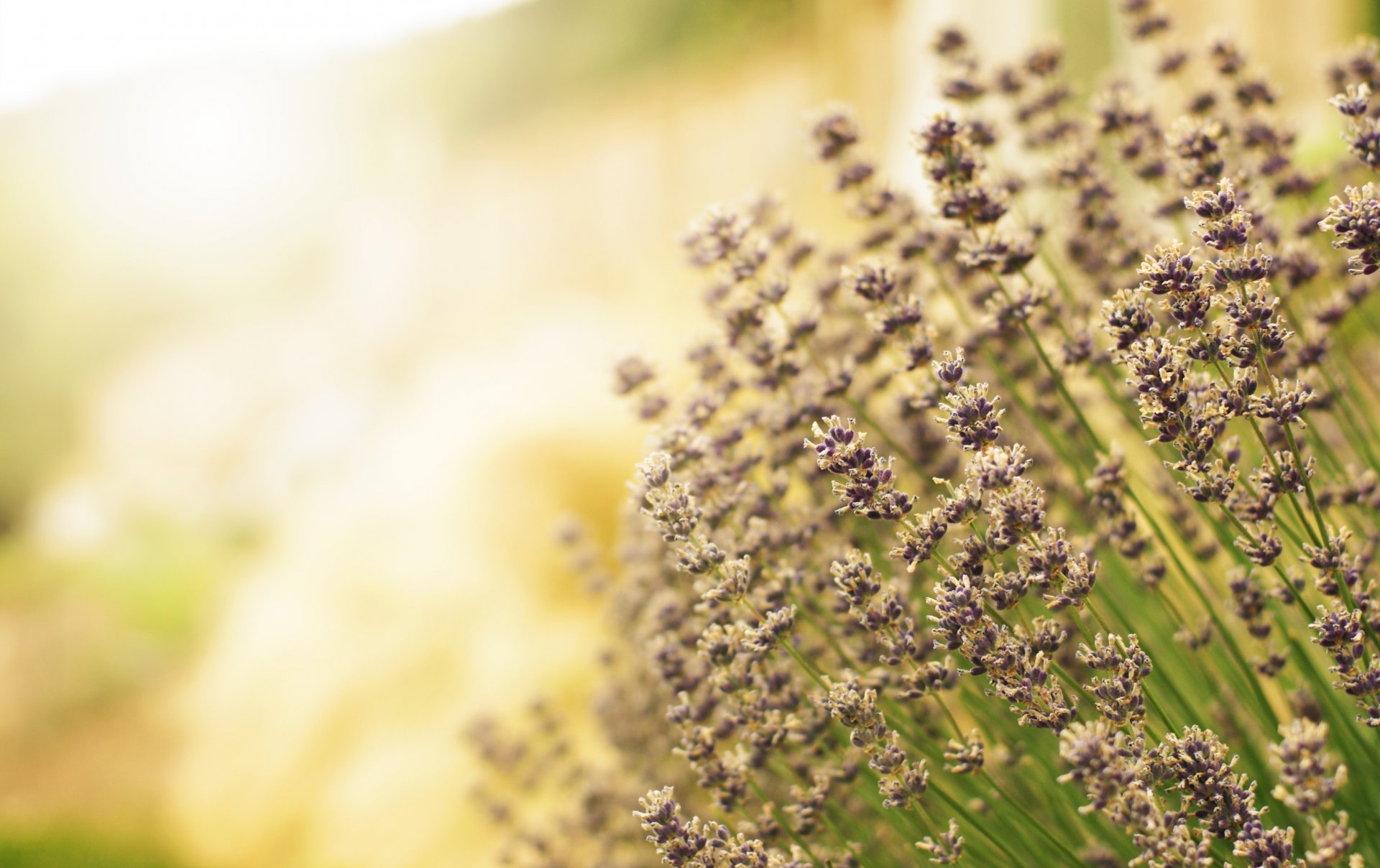 lavendel blumen lila feld licht unschärfe