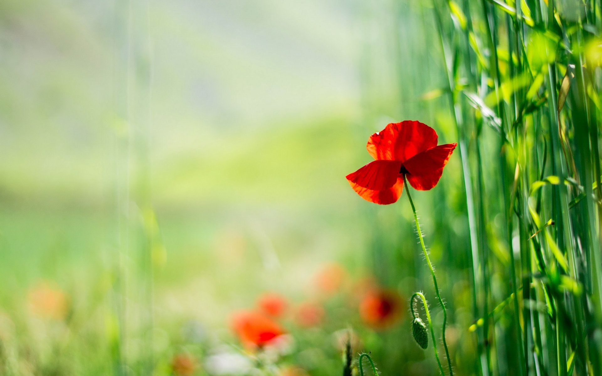 papavero fiori natura