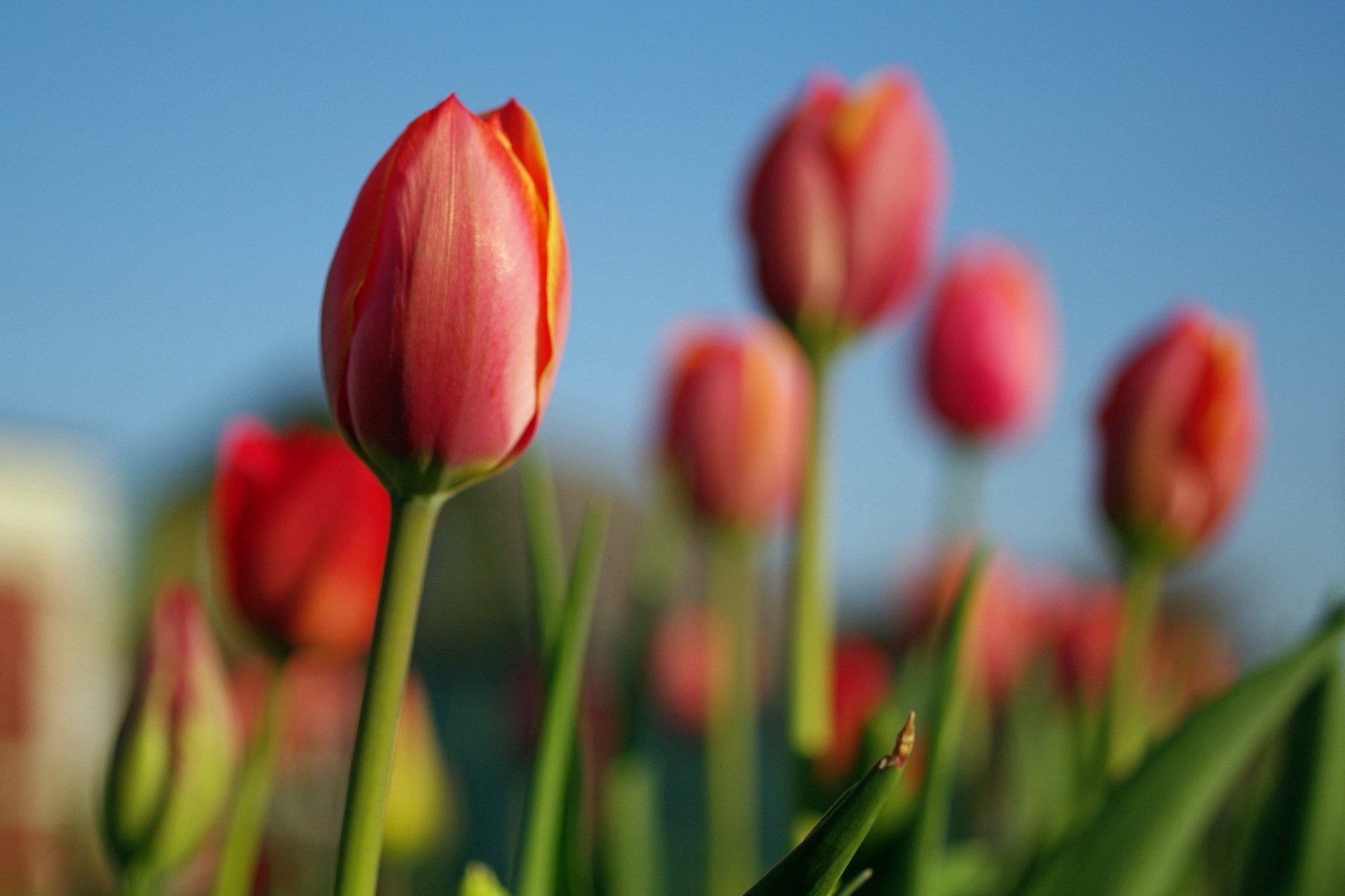 fleurs tulipes nature