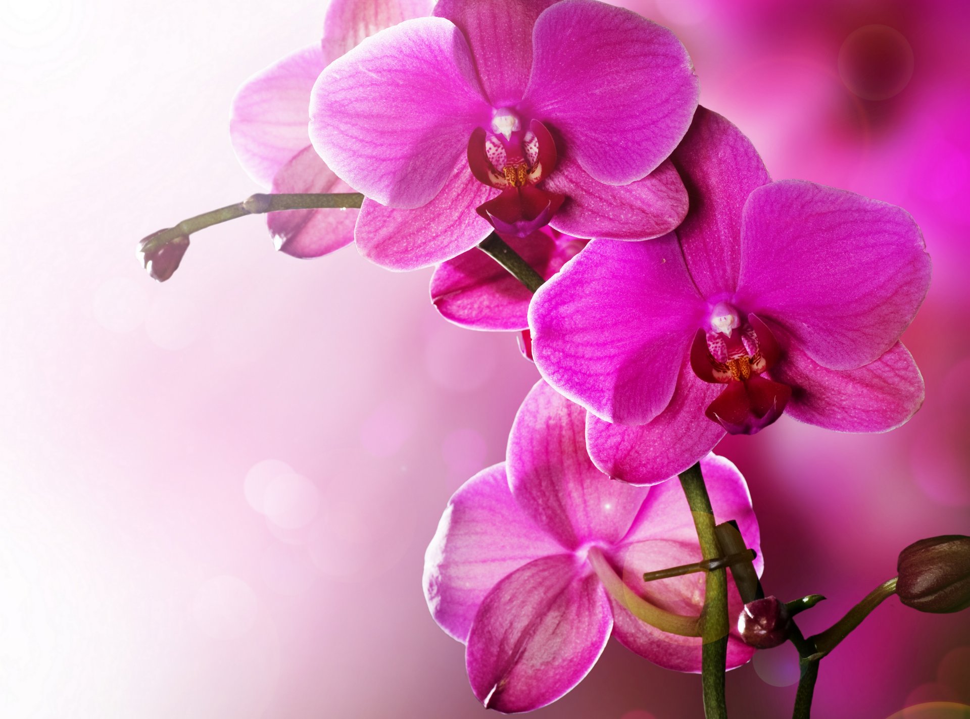 orchid phalaenopsis pink petals beauty flowers tenderness flower tender