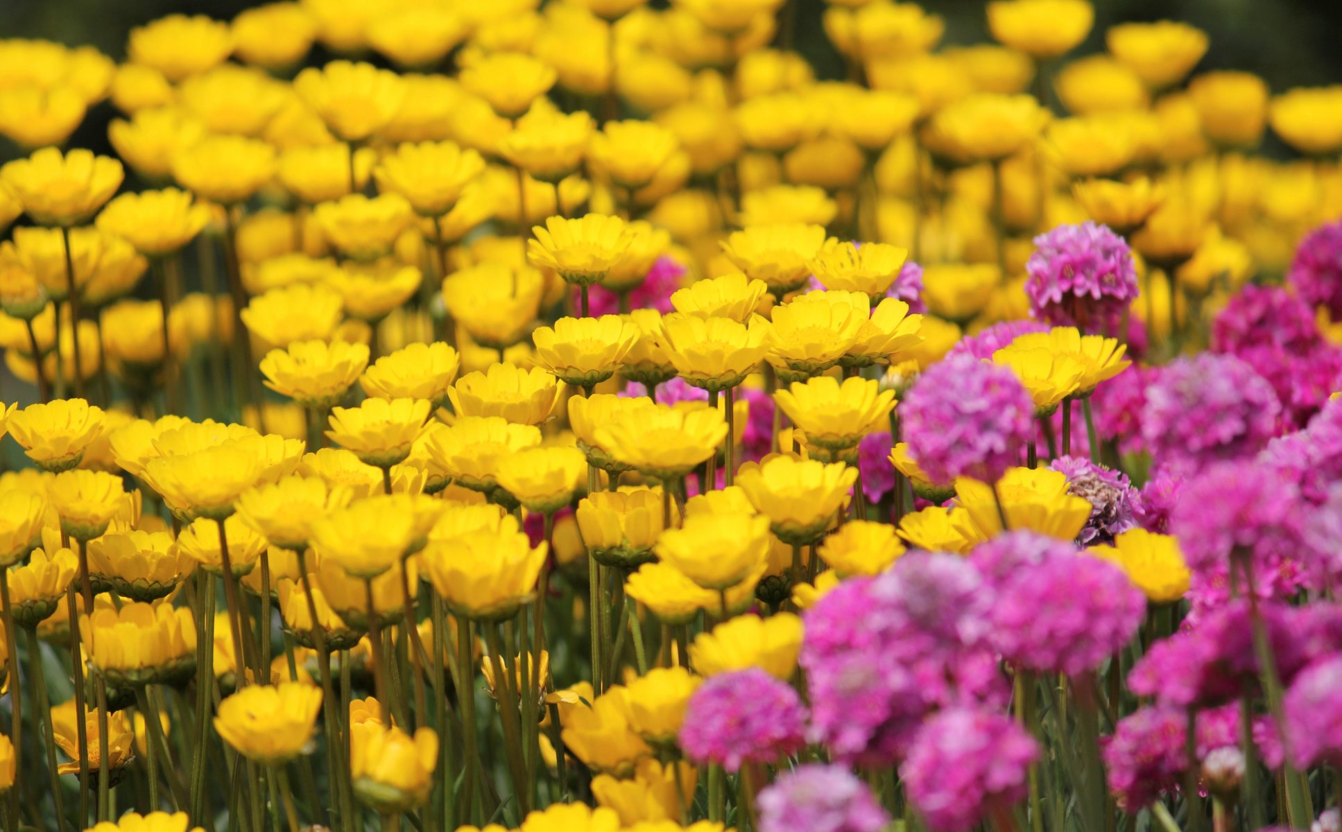 fiori fiori giallo rosa campo sfondo carta da parati widescreen schermo intero widescreen widescreen