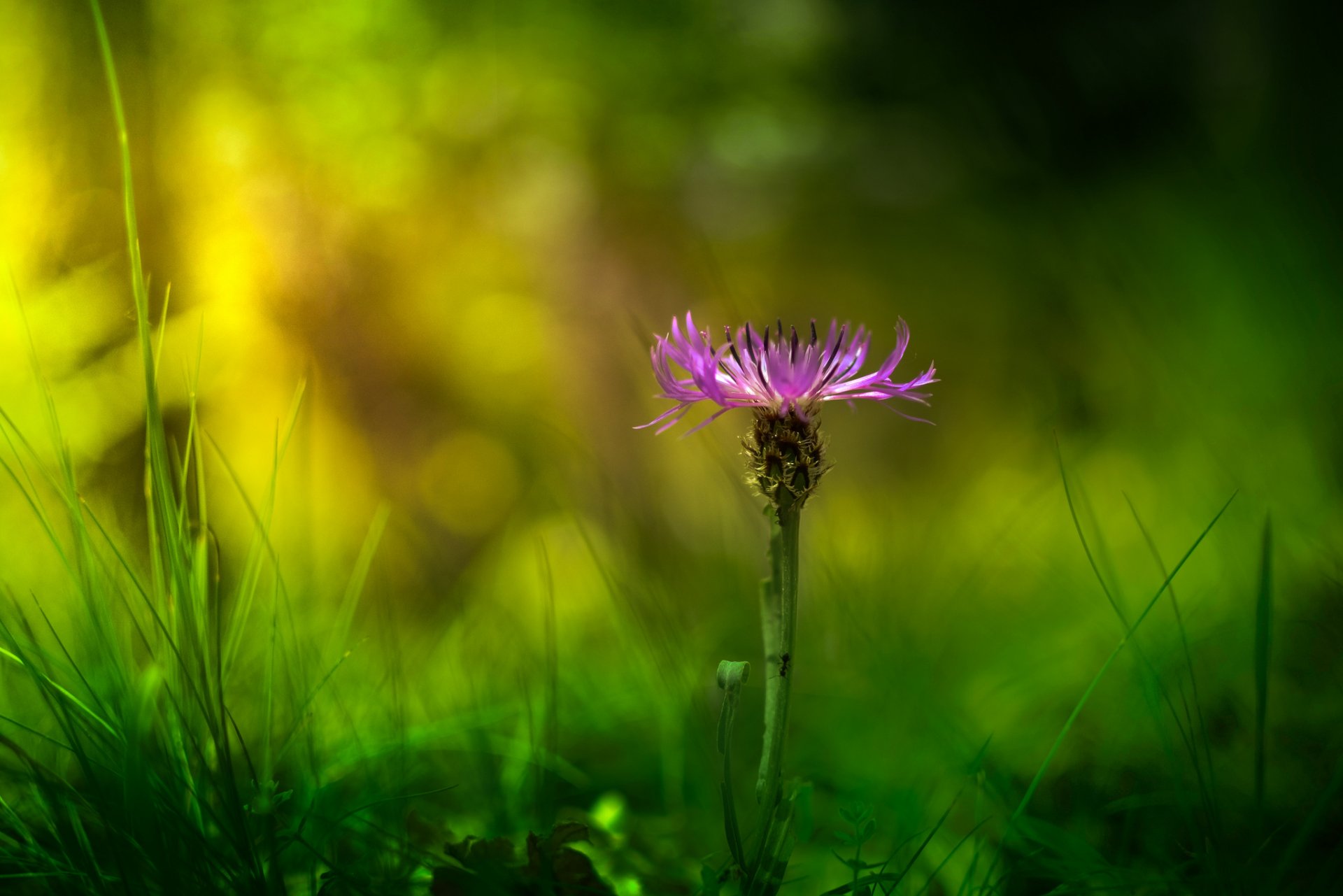 flieder blume blütenblätter gras grüns makro blendung unschärfe