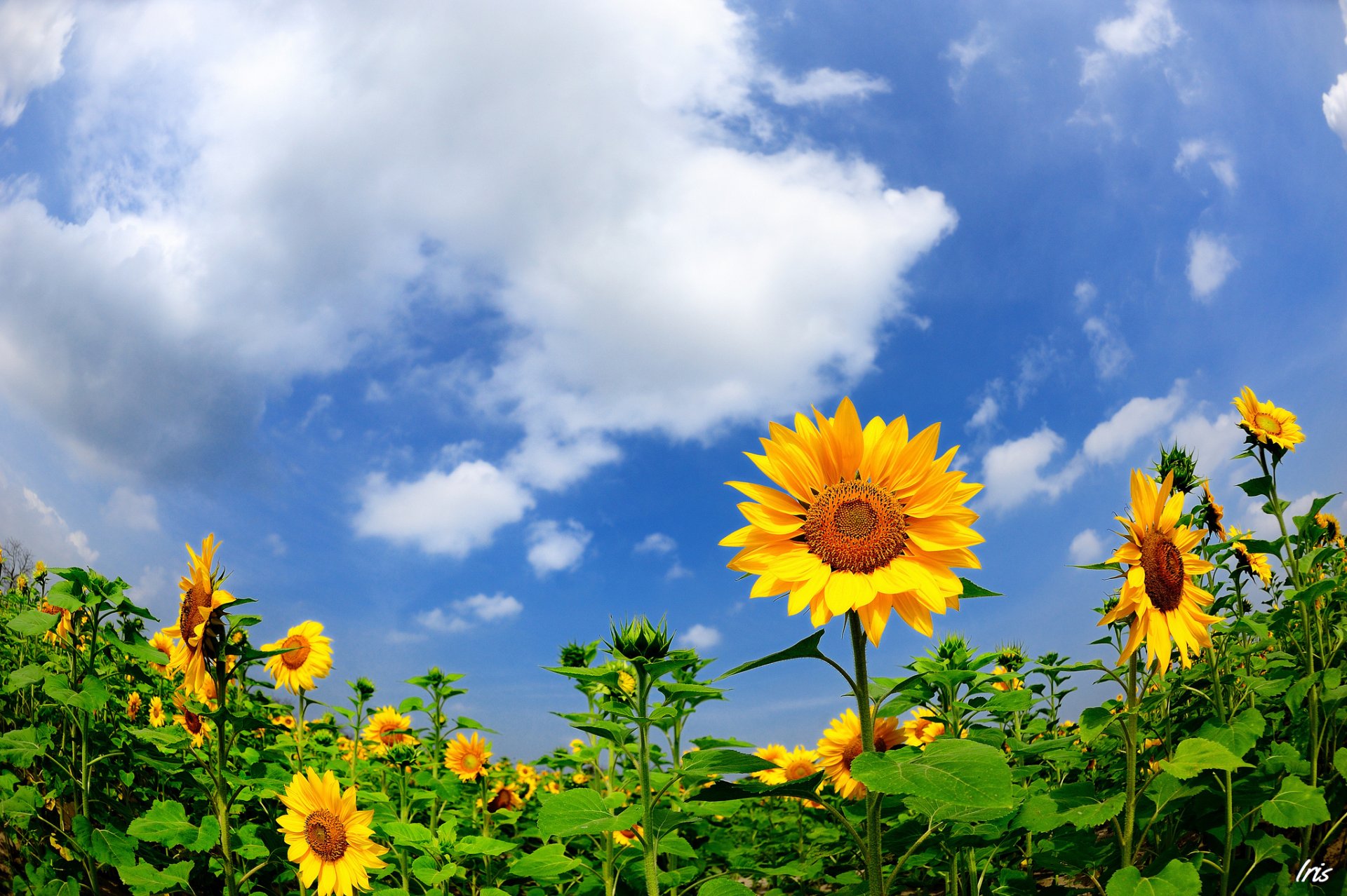 ummer sunflowers nature the field