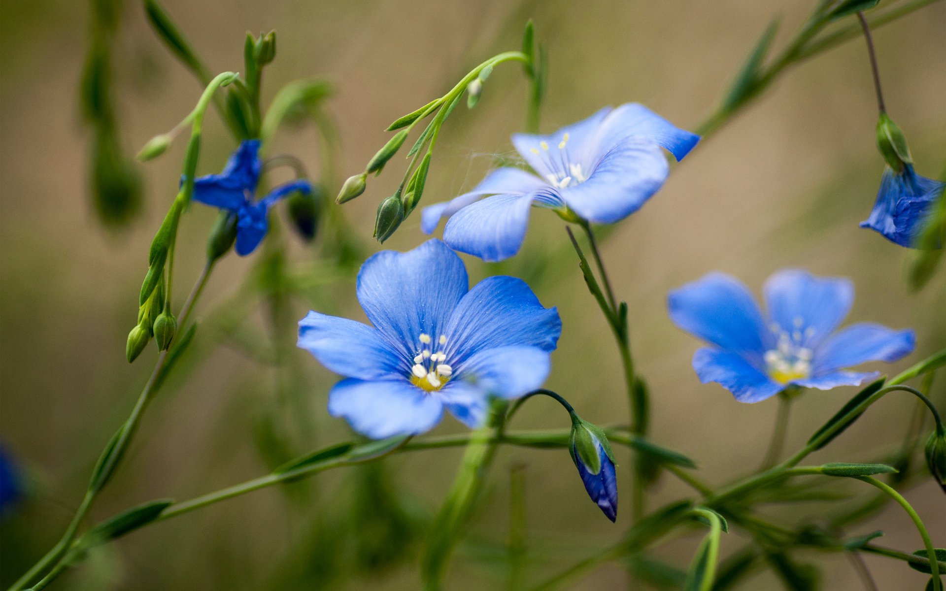 fleurs bleu champ verdure été