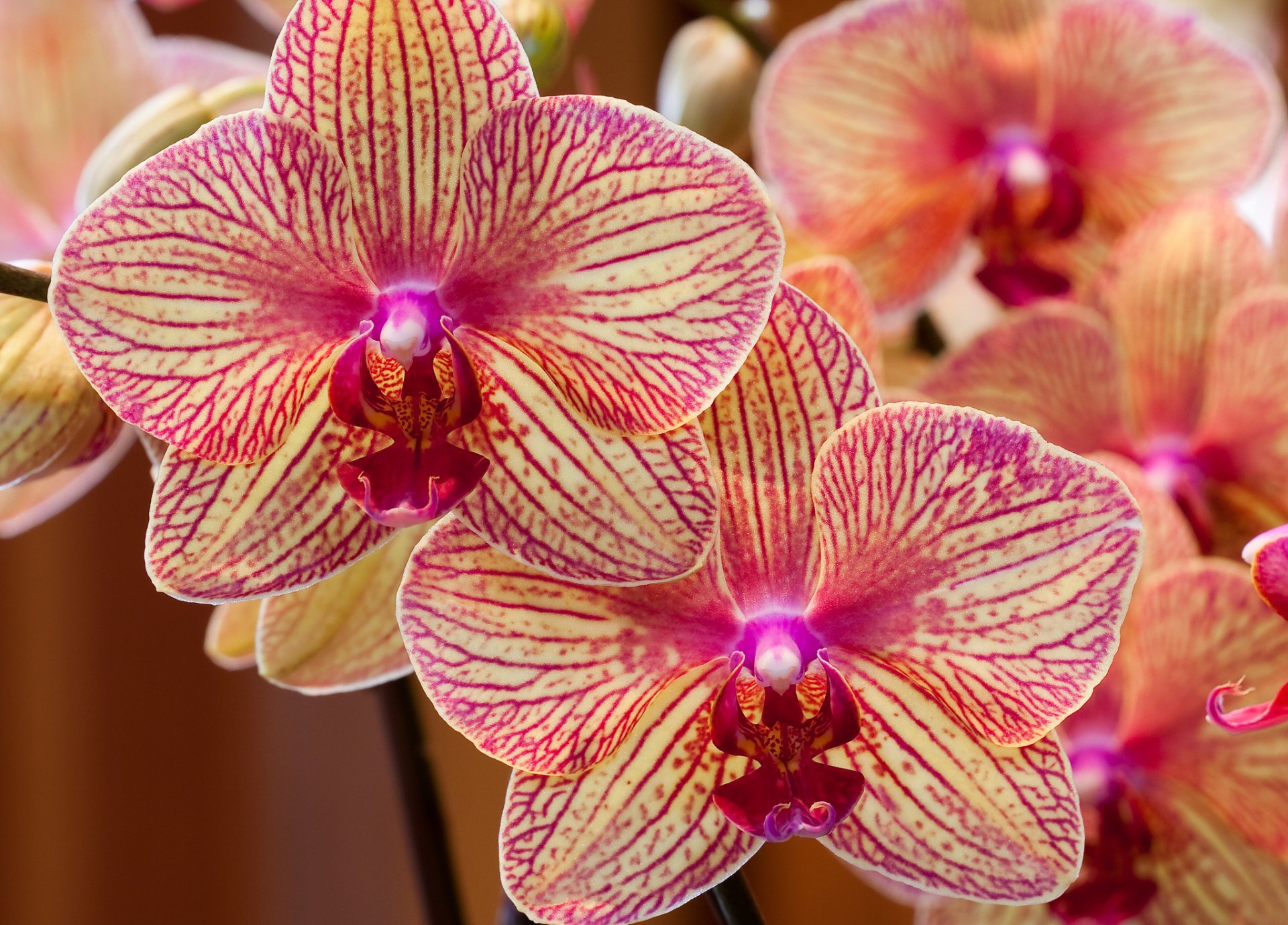 orchidées exotiques pétales