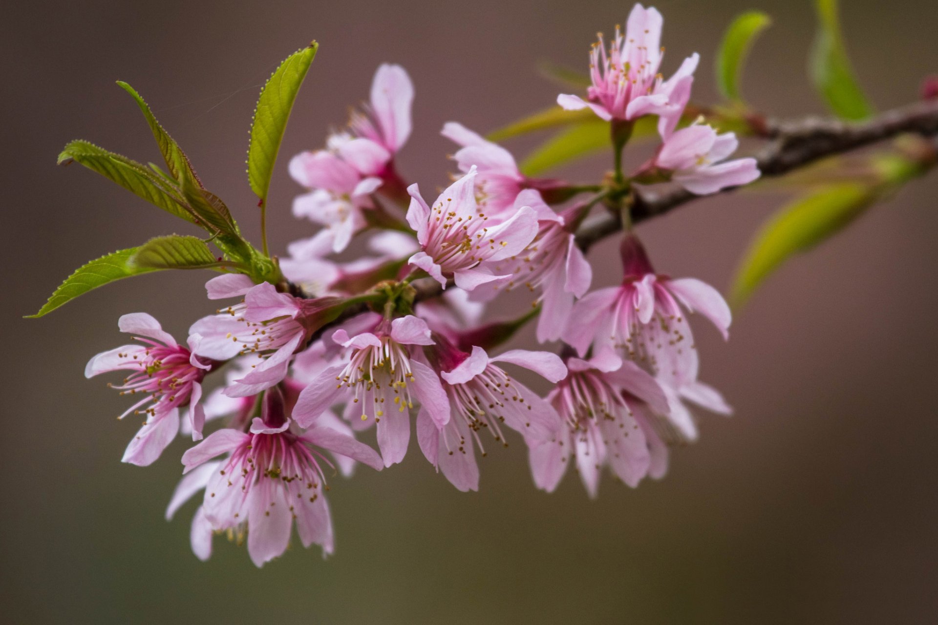 gałąź liście kwiaty różowe sakura