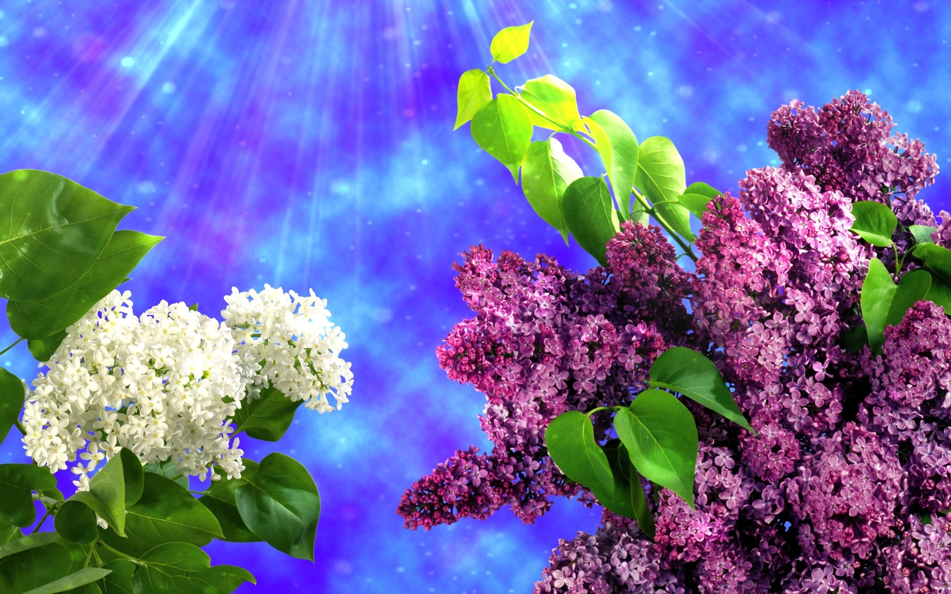 lilac flower spring