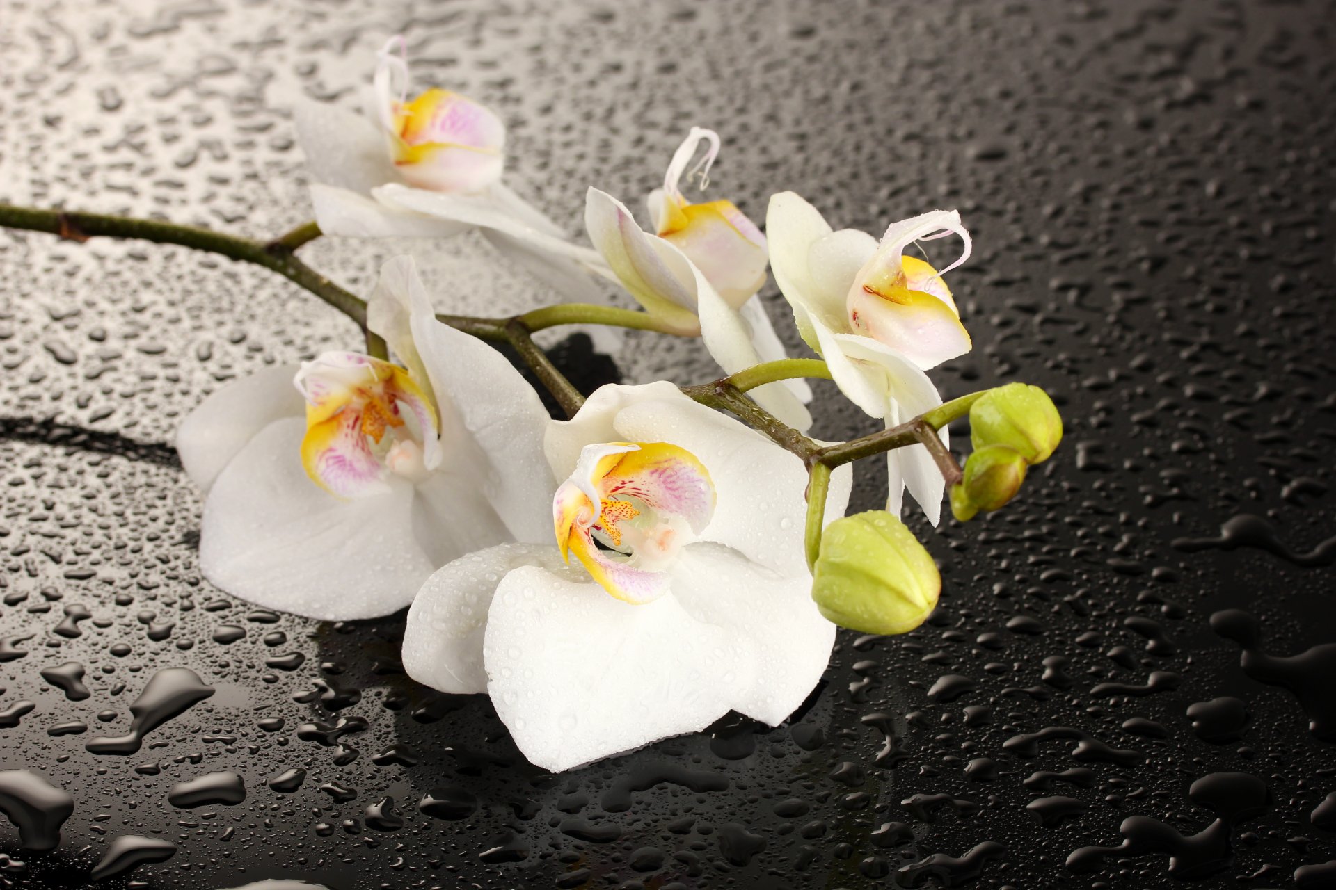 orchidea fiore petali bianchi acqua gocce ombra