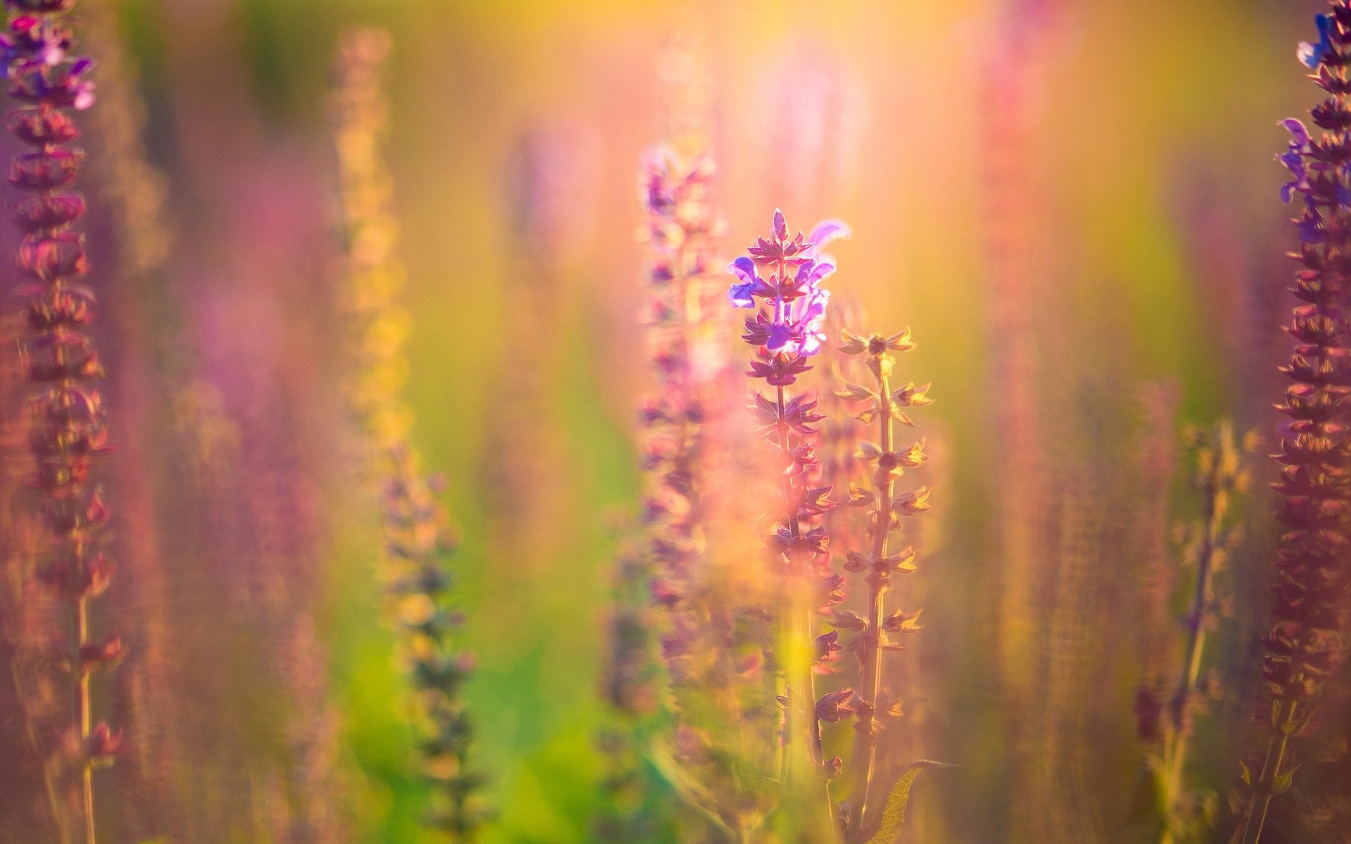 fiori fiori fiore fiore rosa viola pianta vegetazione sfocatura sfondo carta da parati widescreen schermo intero widescreen widescreen