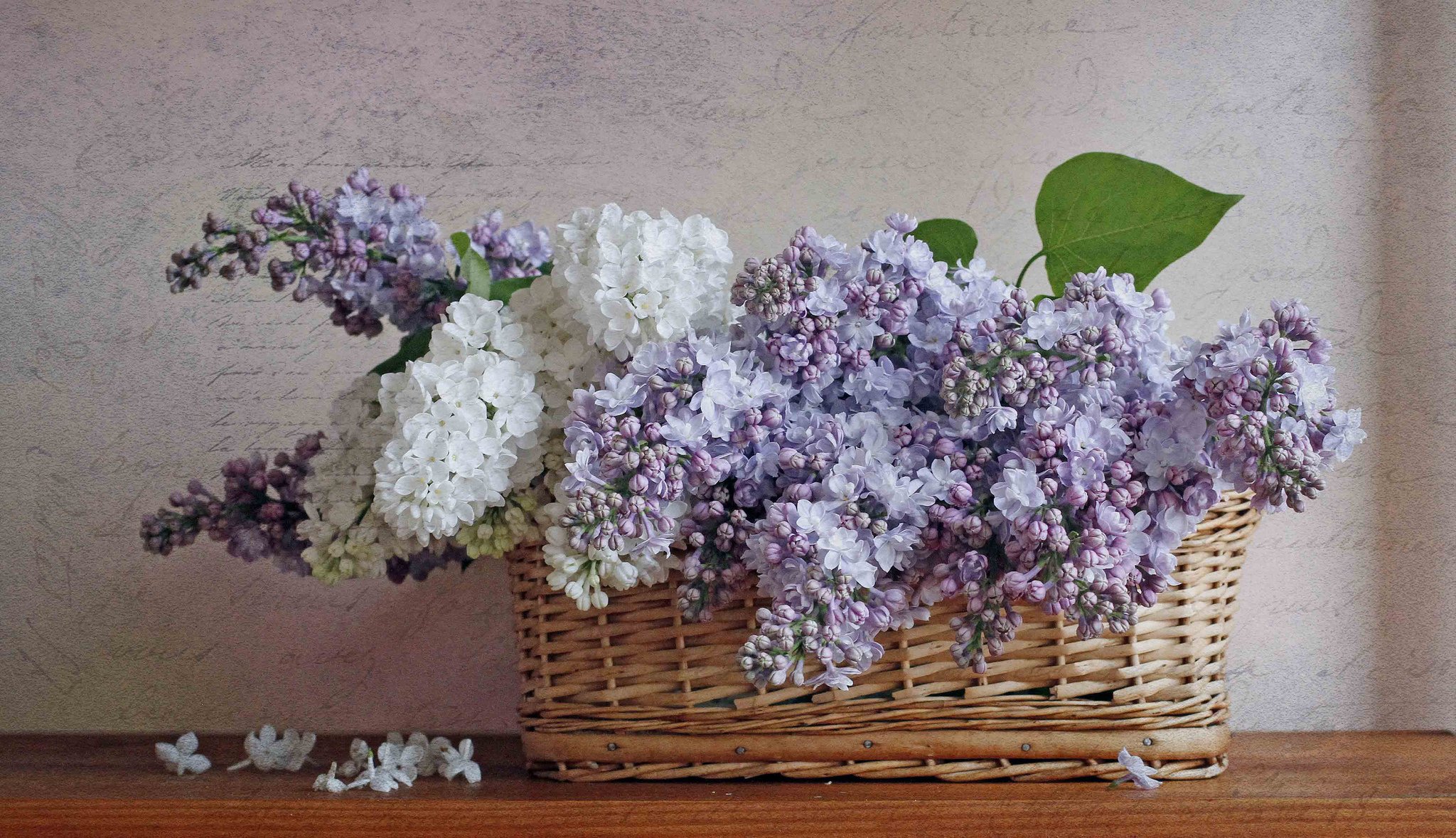 lilac shopping still life tender