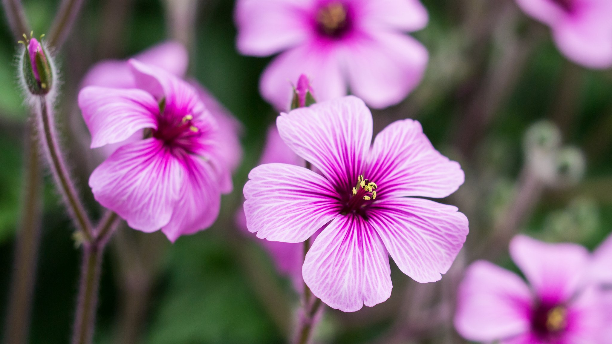 geranium flower pink petals bud