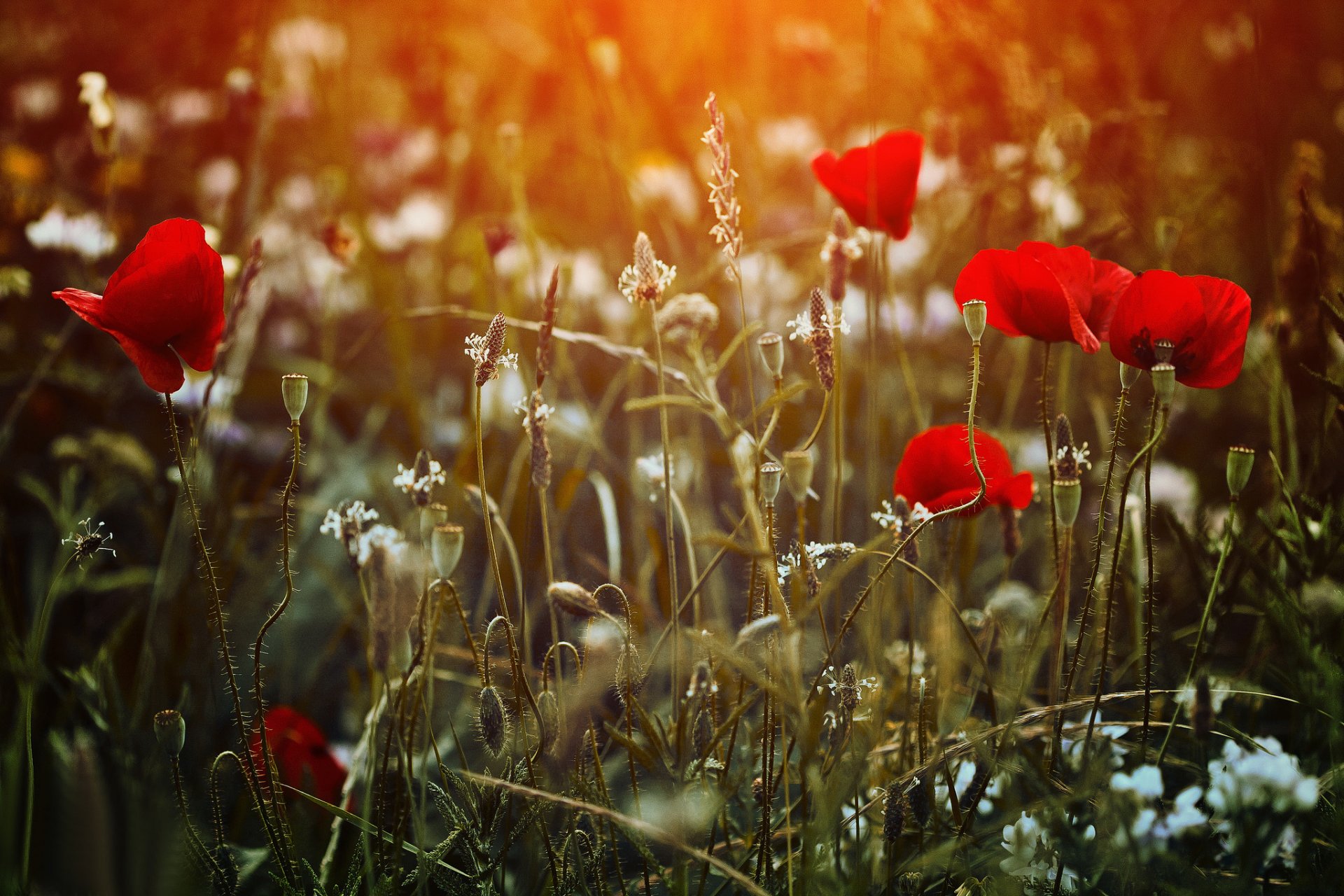 feld gras blumen mohnblumen