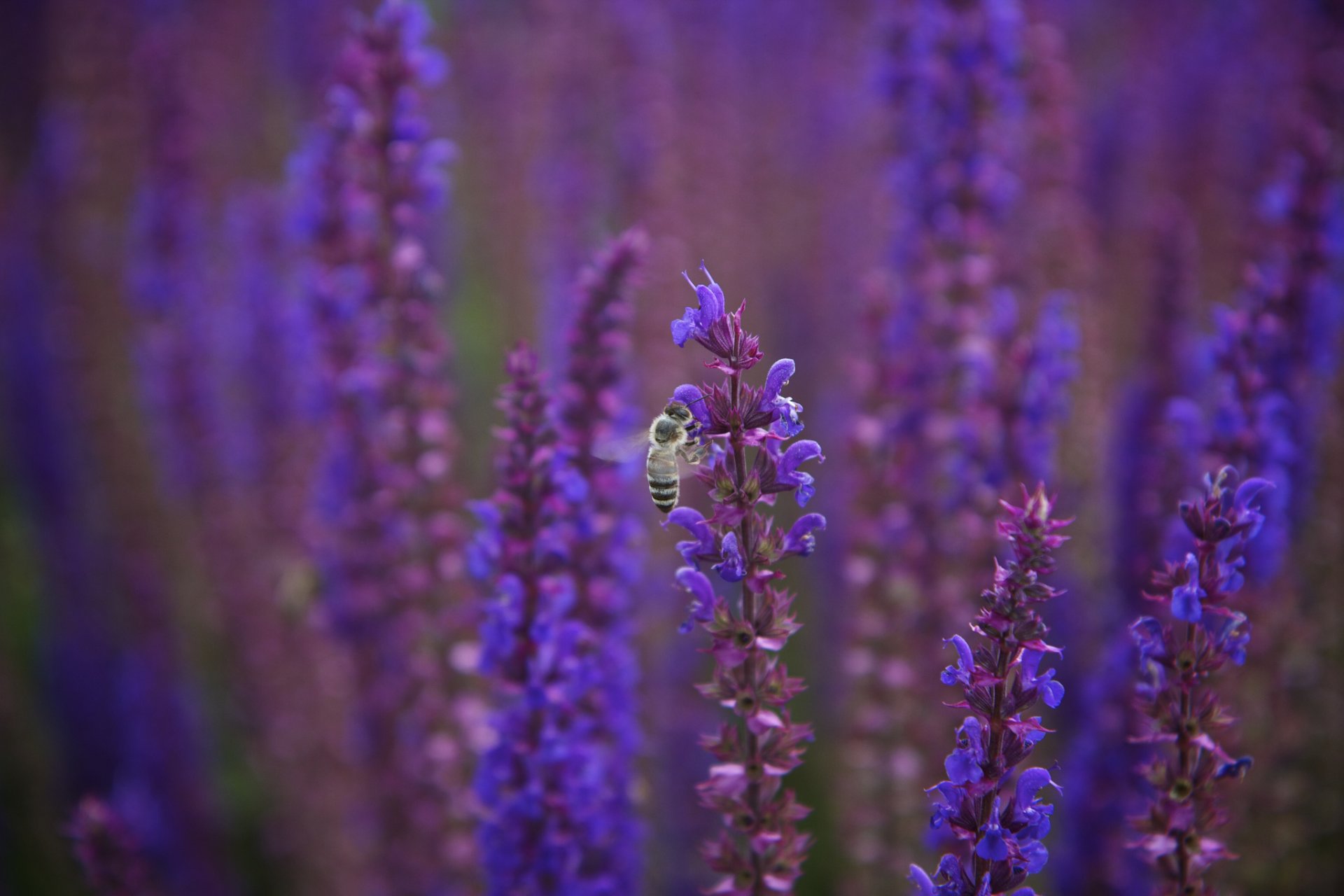 salvia lila púrpura flores abeja macro desenfoque