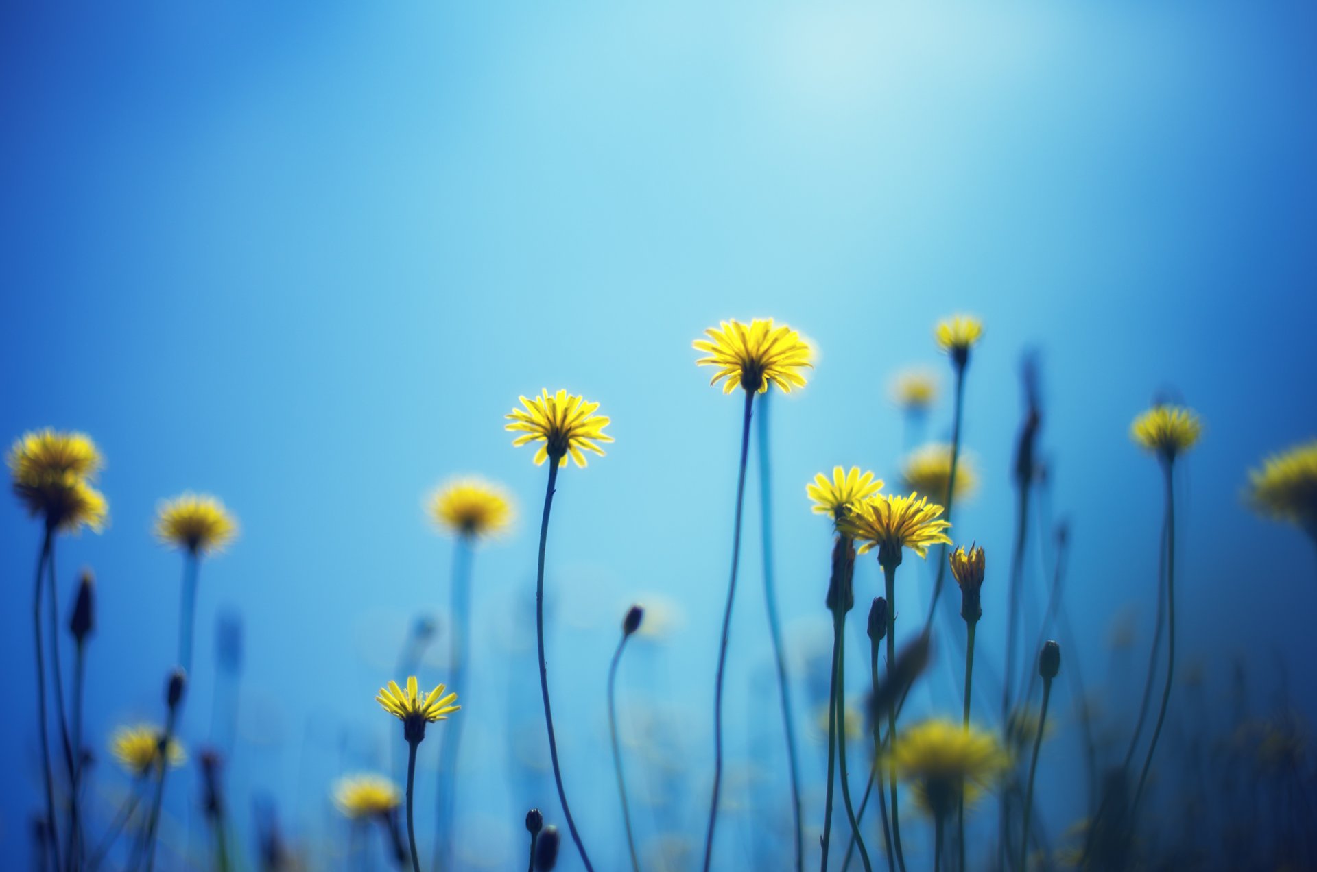 flower flowers yellow blue background wallpaper widescreen full screen hd wallpapers fullscreen