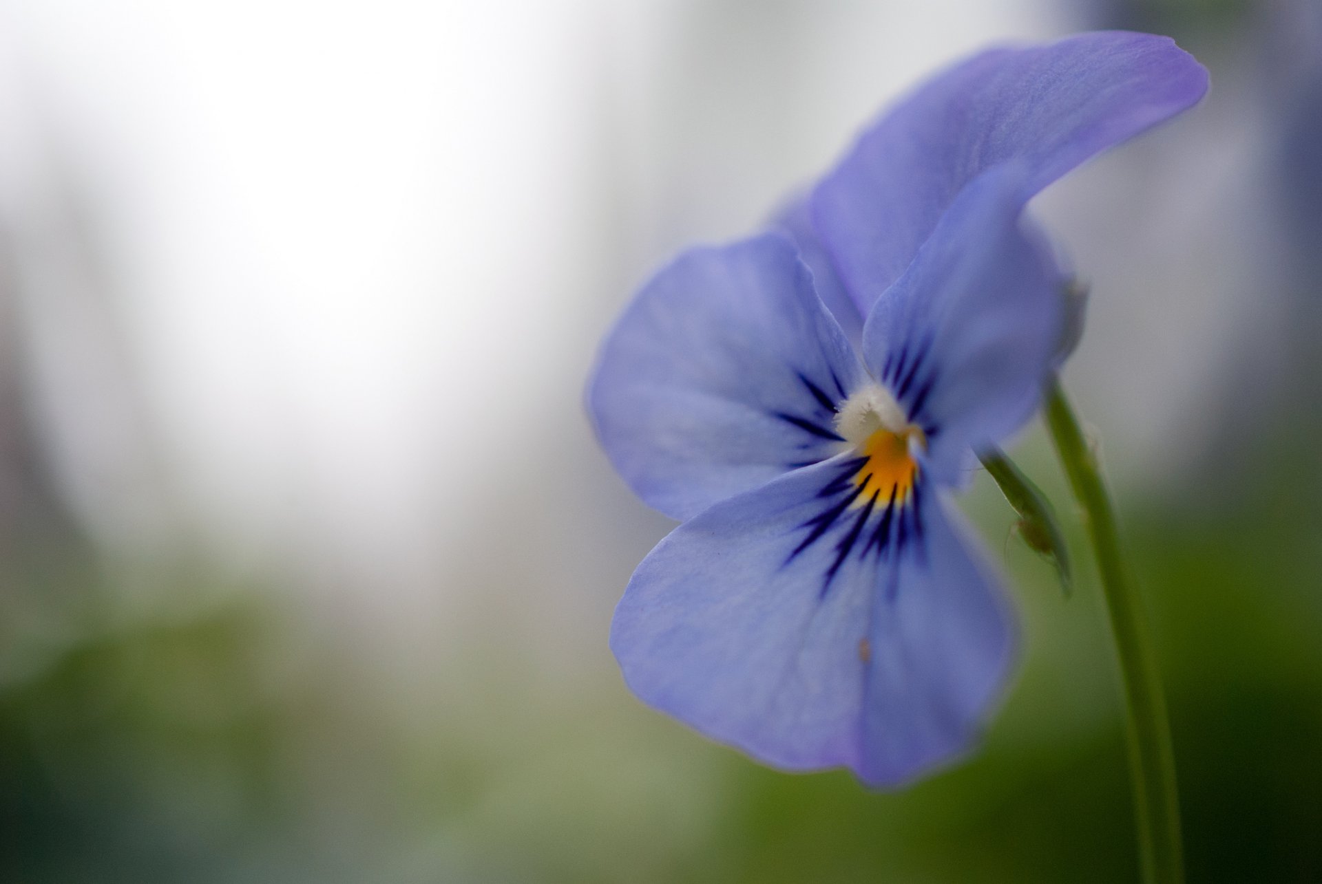 pensées violet bleu lilas fleur pétales gros plan