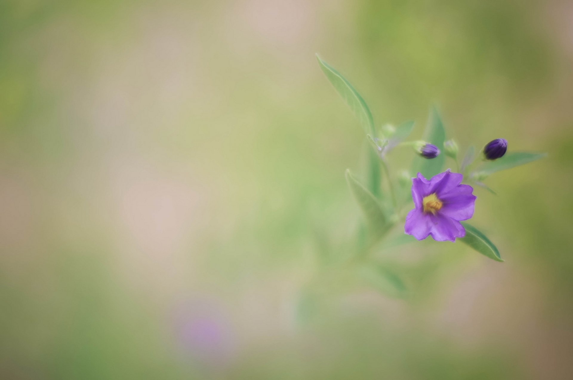 flor lila brotes hojas fondo