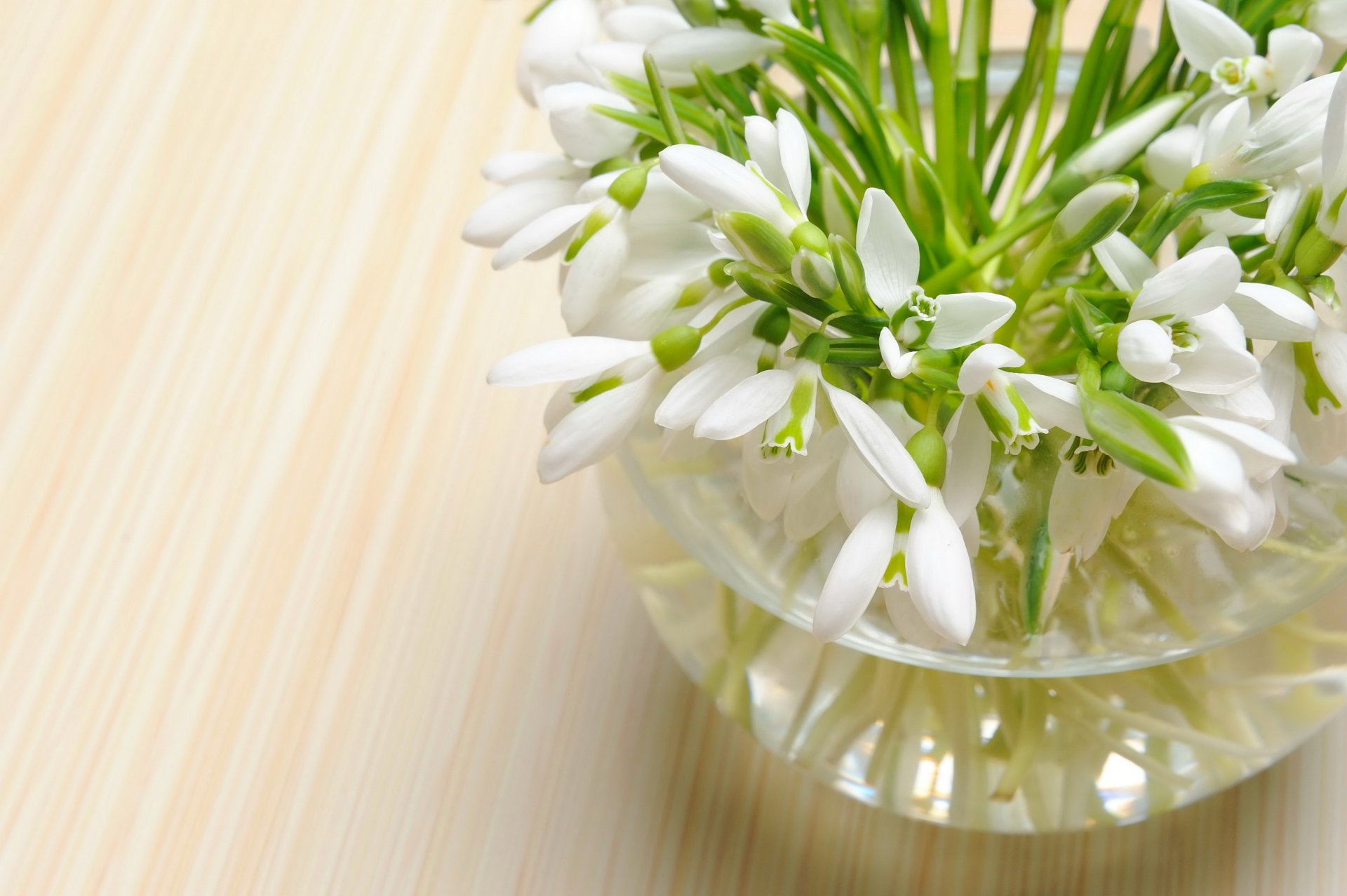 nowdrops flowers spring flower bouquet nature spring