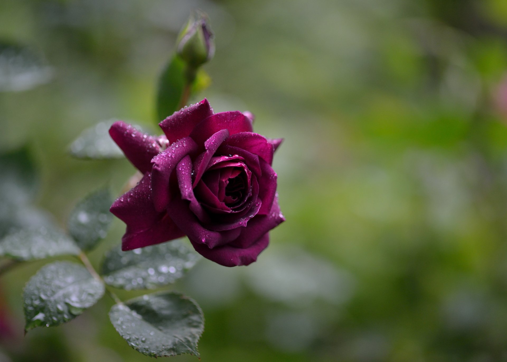 rosa burdeos gotas de agua después de la lluvia