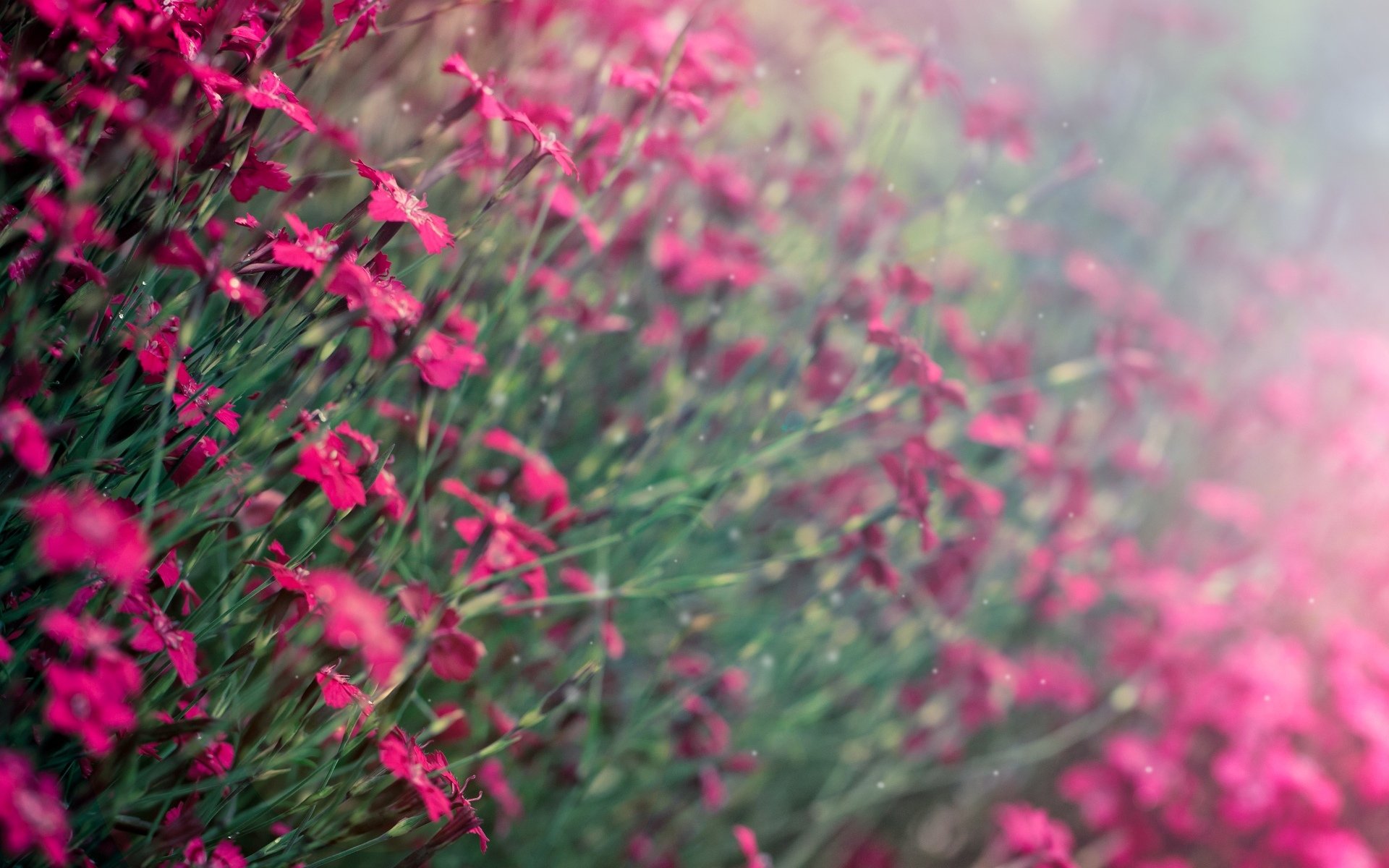 blumen blümchen lila unschärfe hintergrund tapete widescreen vollbild widescreen widescreen