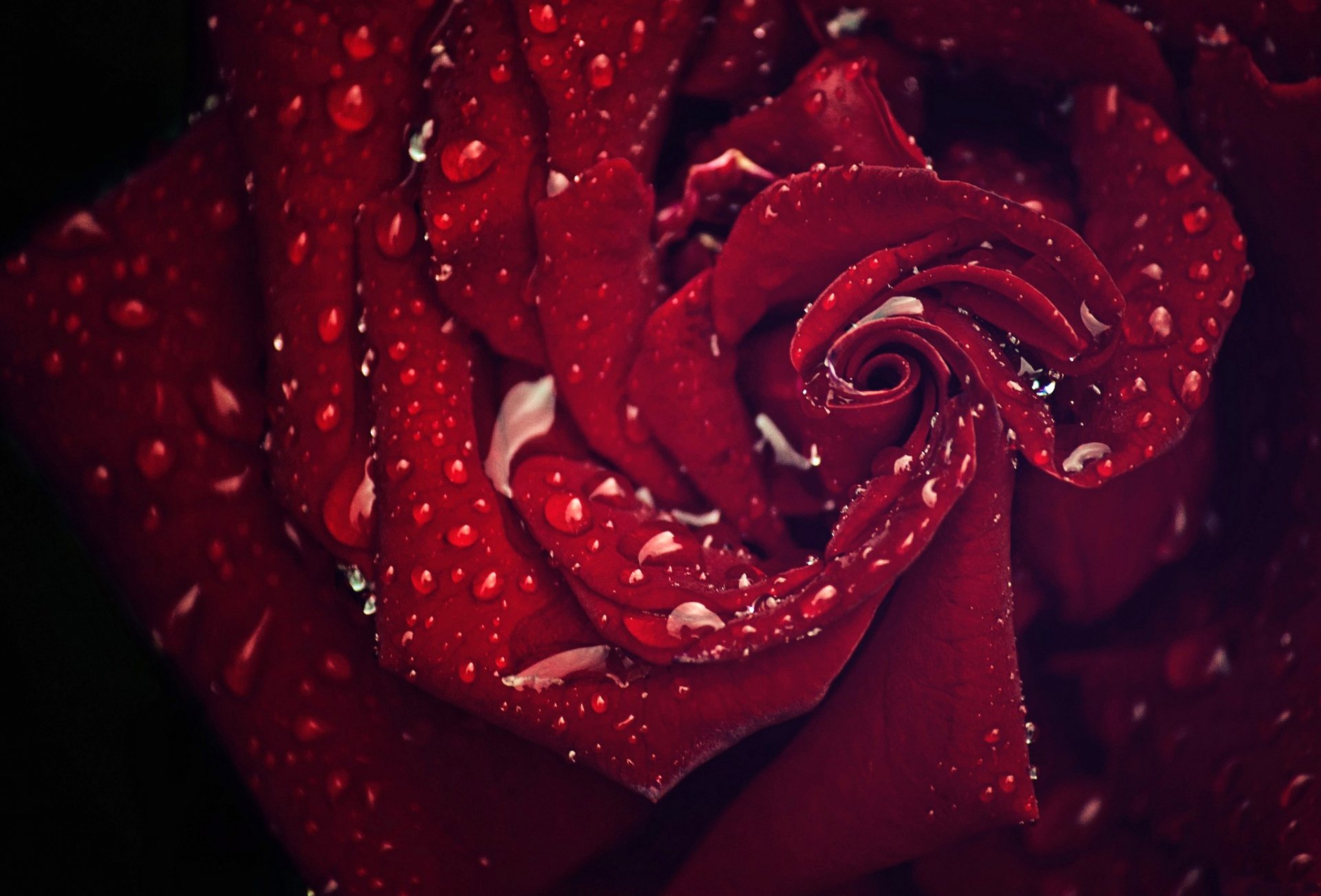 red rose close up petals water drops rosa