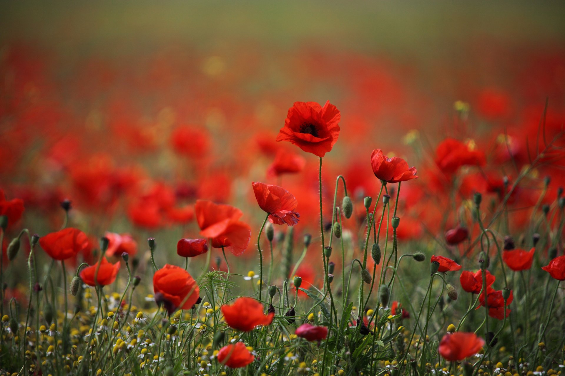 flower poppies red poppie