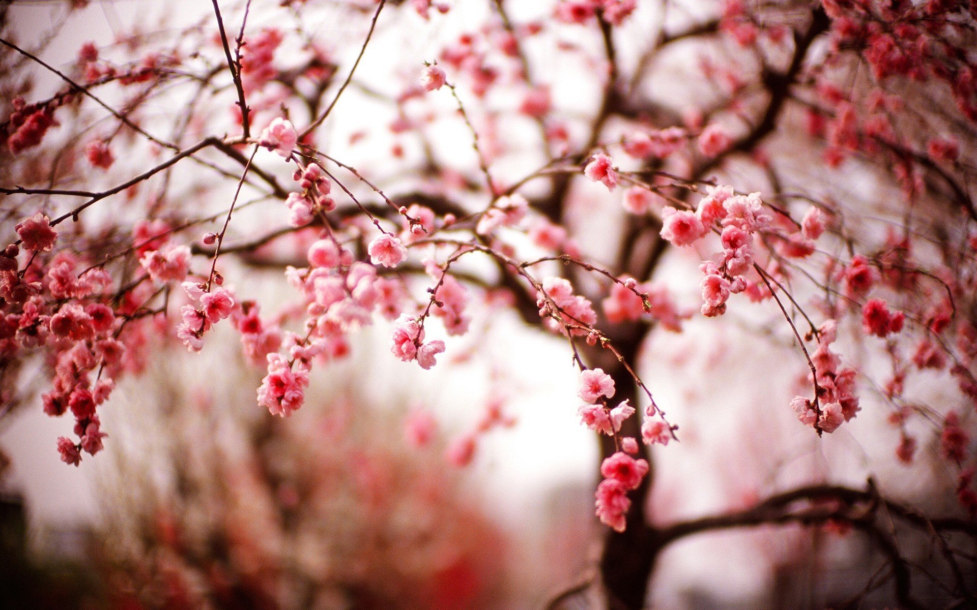 sakura kwiaty wiosna gałęzie