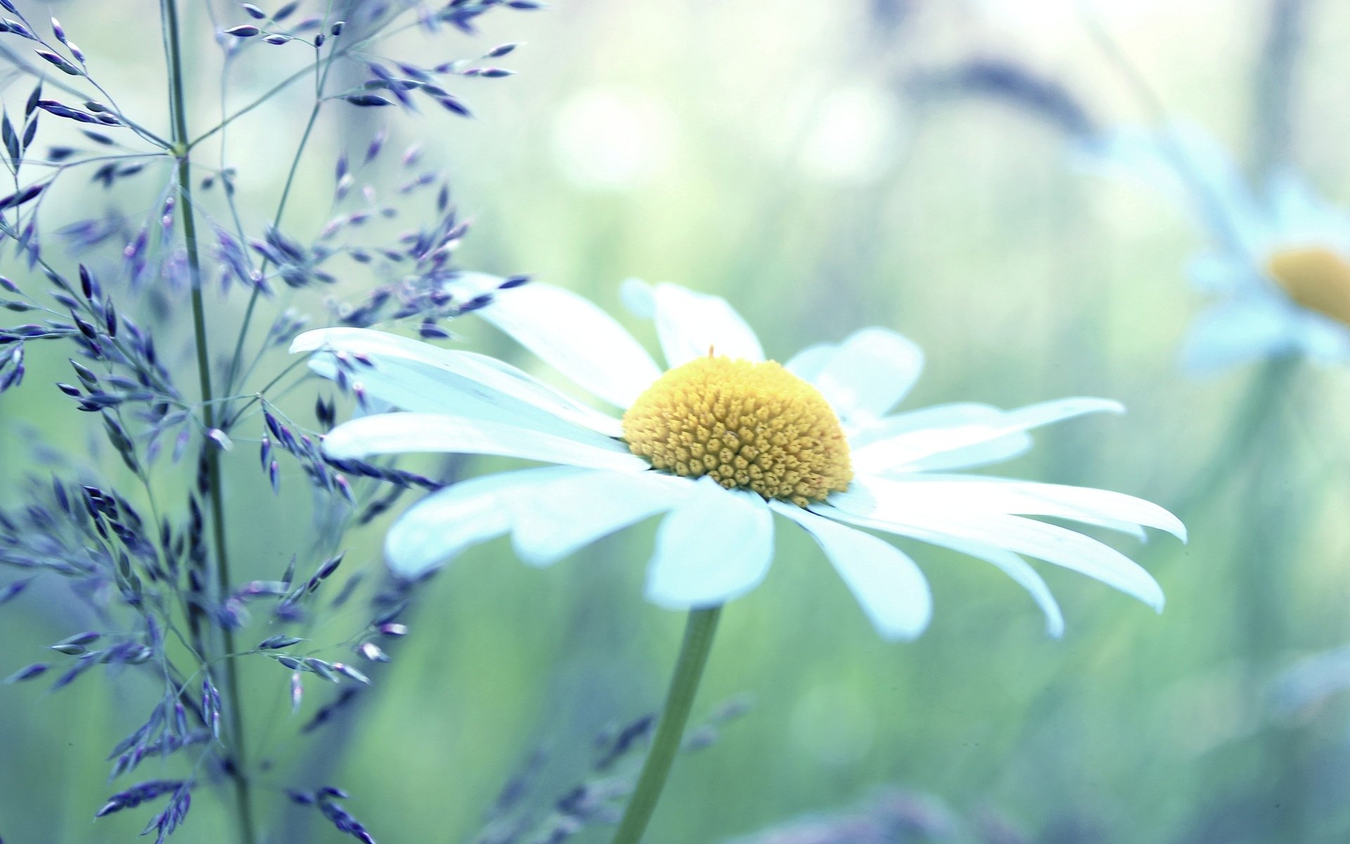 blumen blümchen kamille kamille pflanze weiß gelb grün hintergrund tapete widescreen vollbild widescreen widescreen