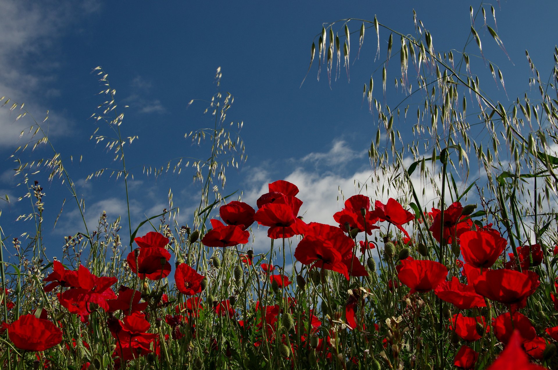 poppies the field meadow