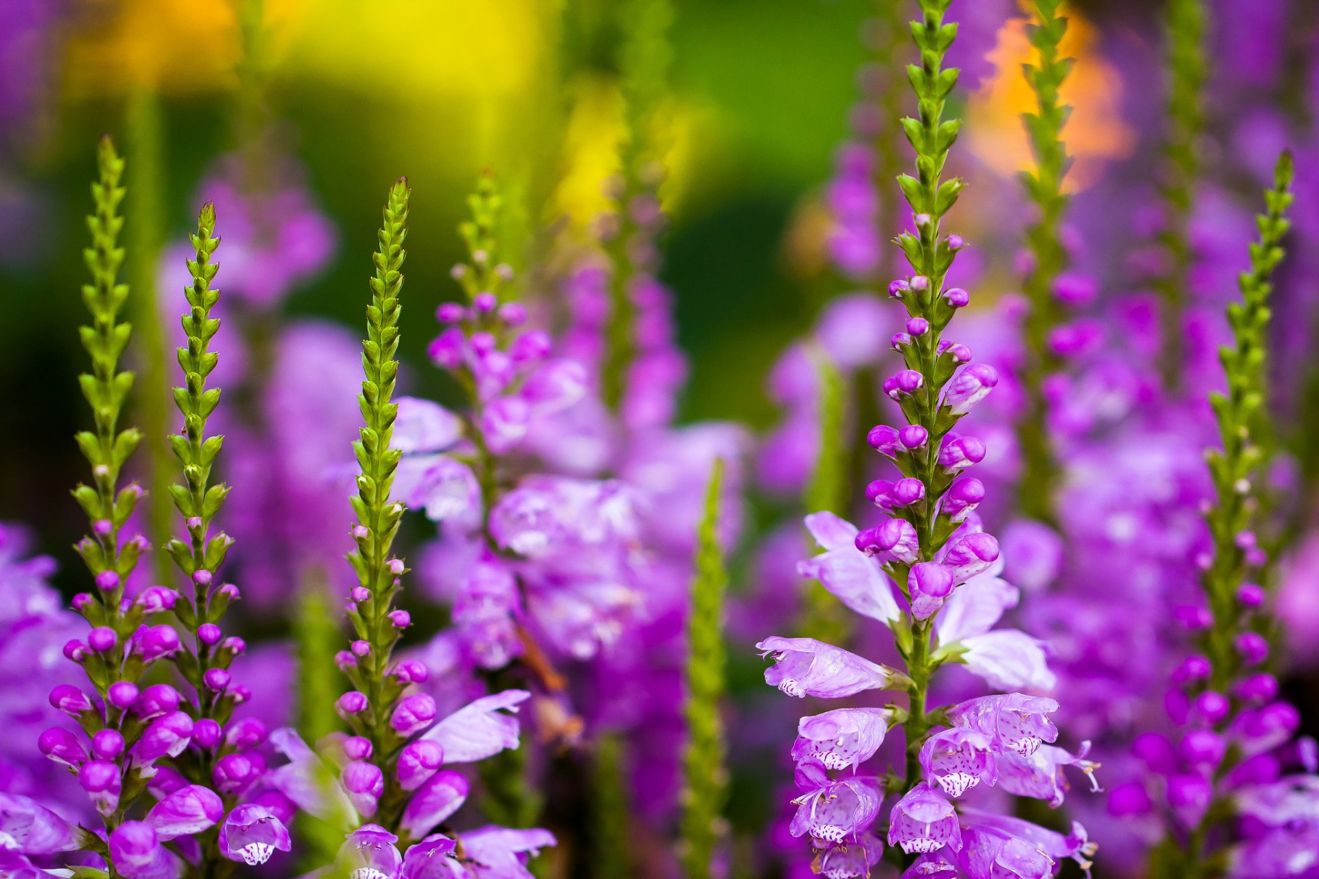 flower field larkspur delphinium spurrier many stems buds purple