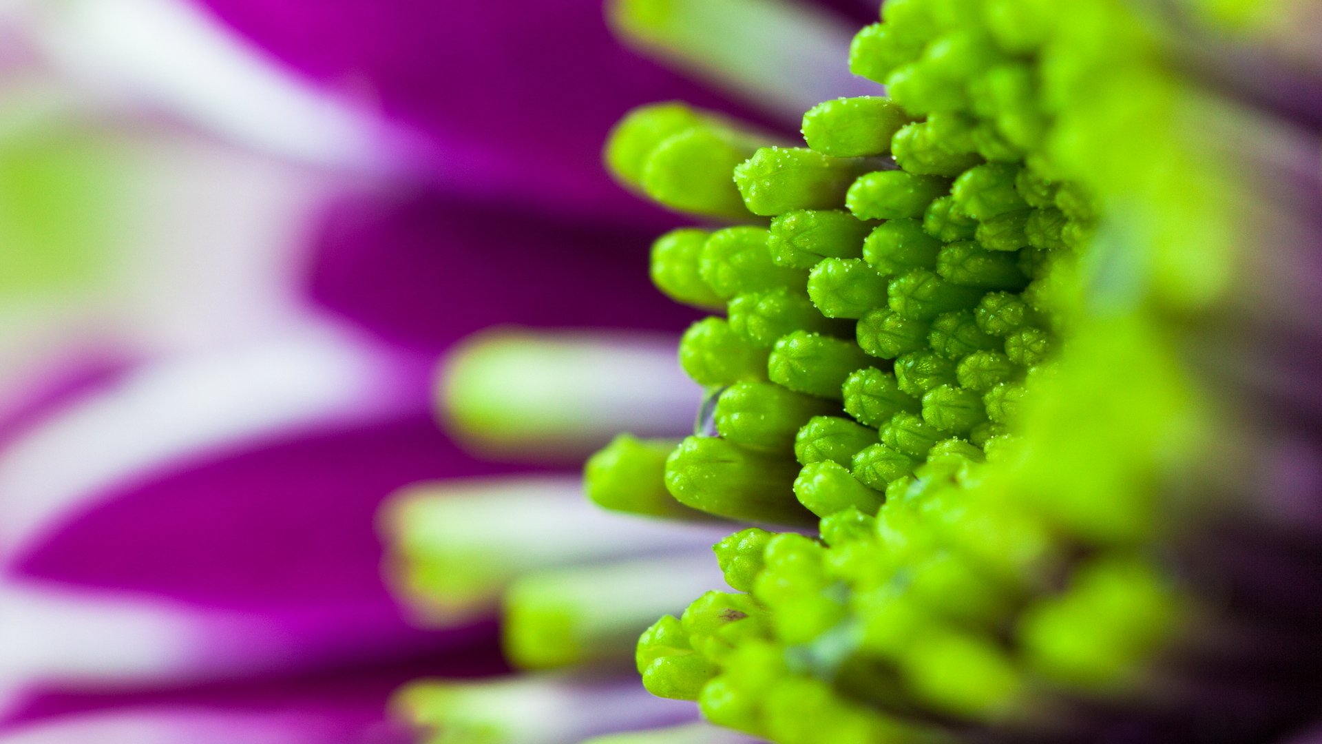 fleurs fleur macro joliment violet vert