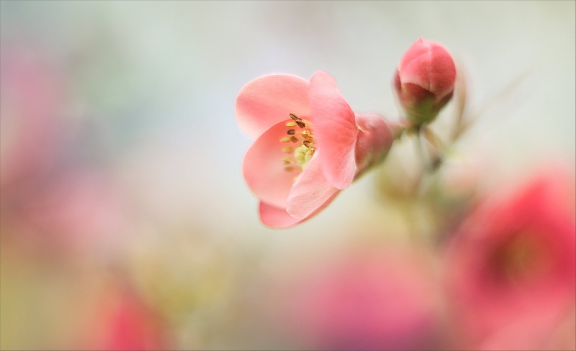 blumen stimmung sanft