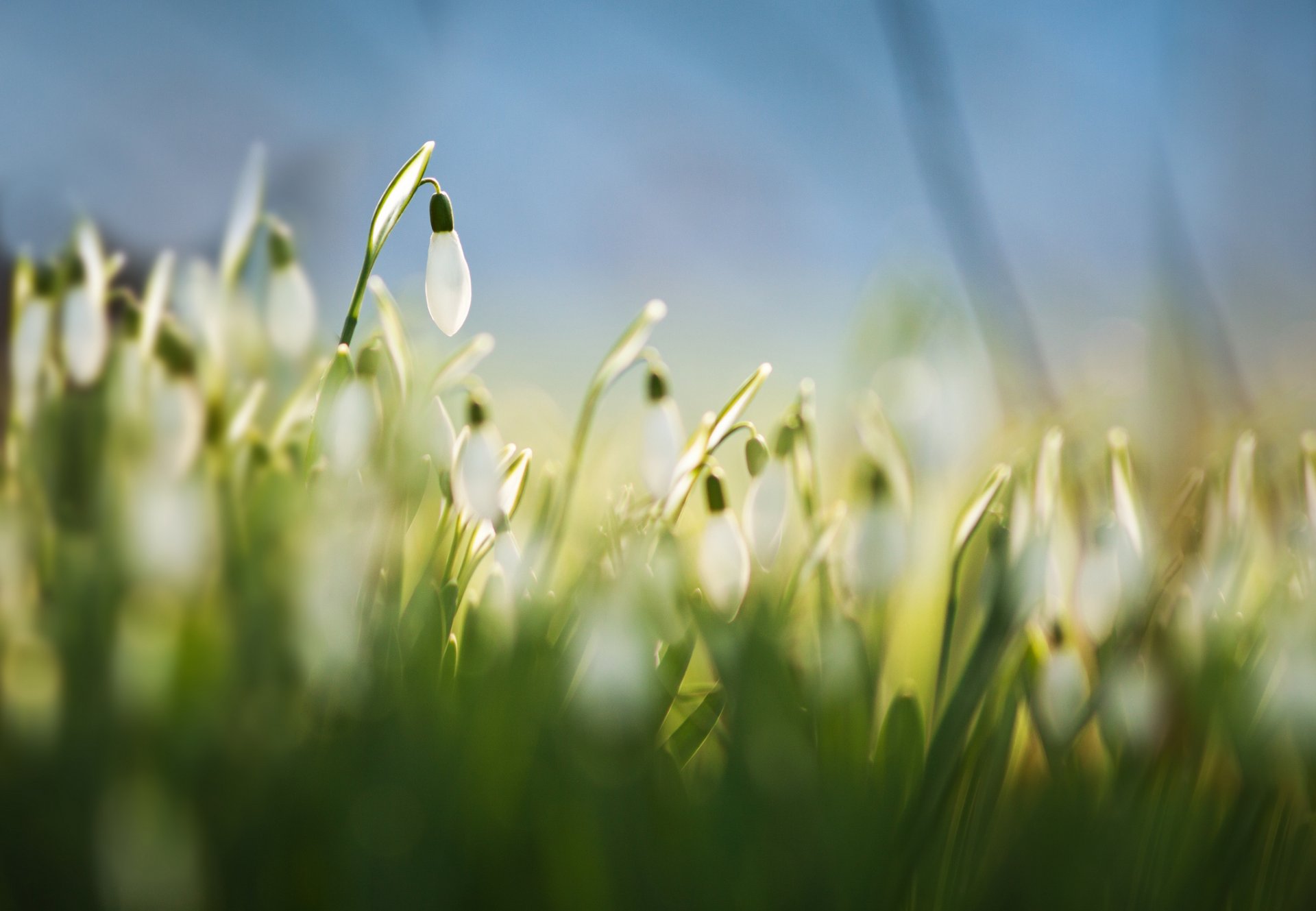 schneeglöckchen galanthus weiß blumen gras frühling makro unschärfe blau hintergrund