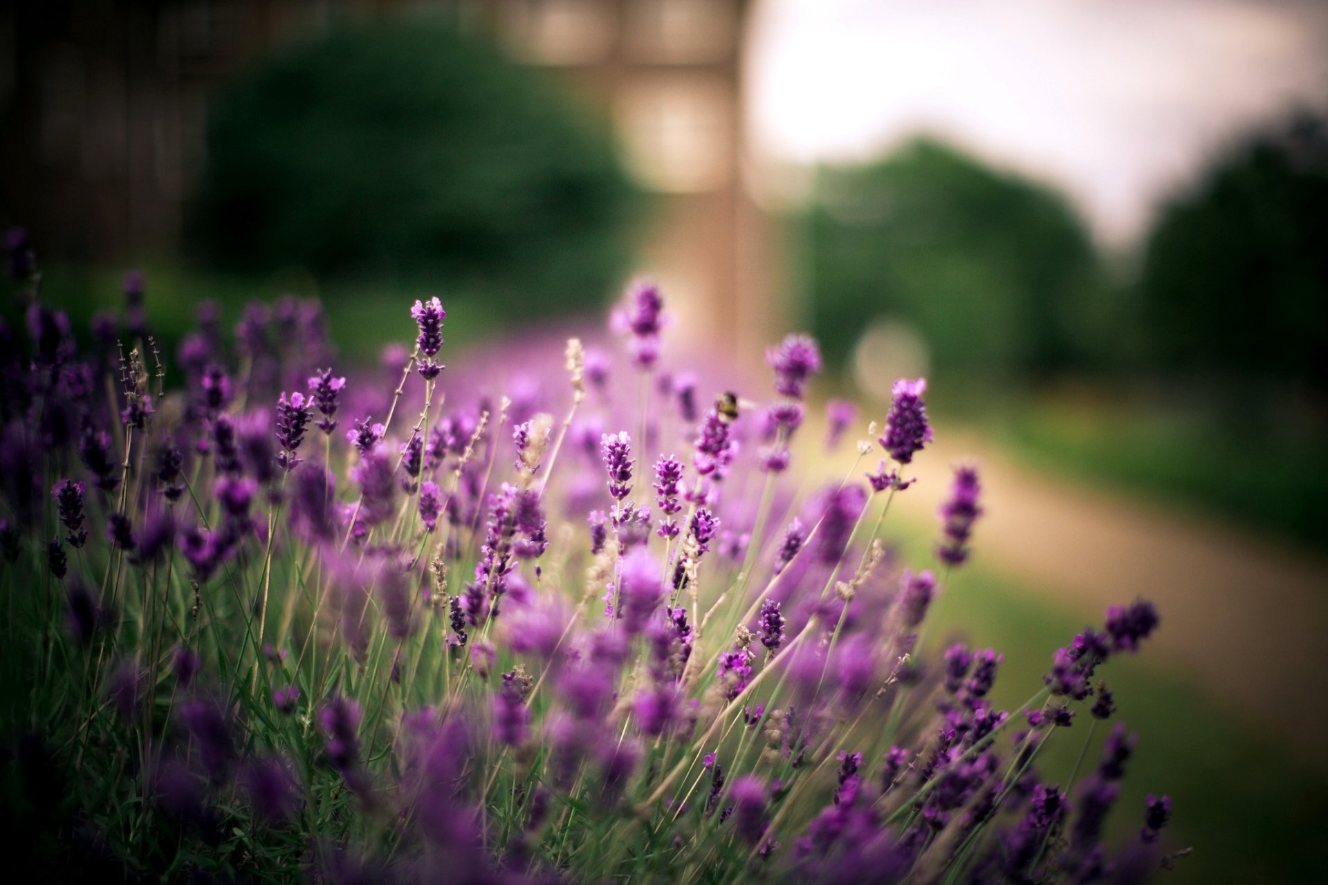 lavande fleurs violet plante nature sentier arbres flou