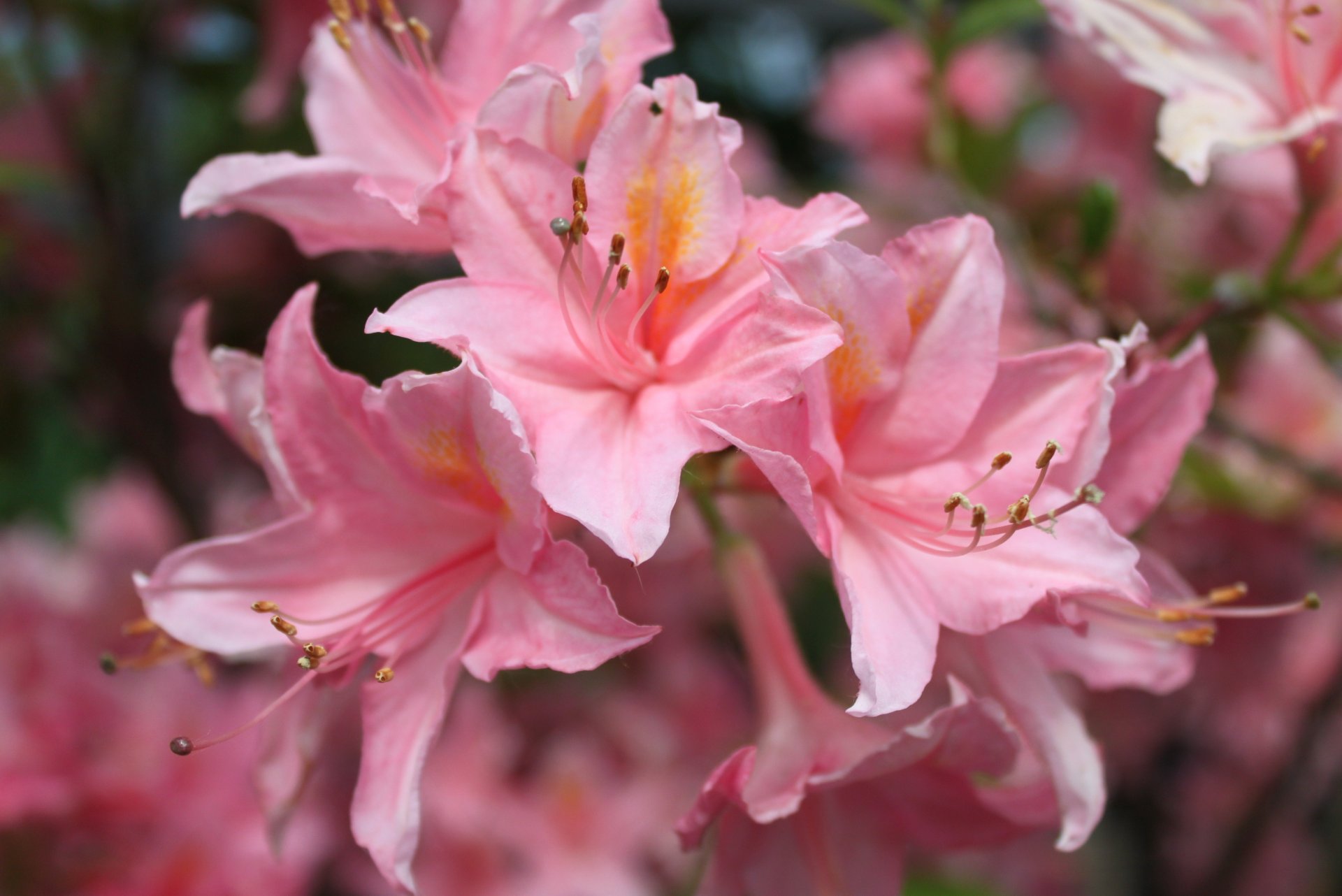 blumen lilien rosa