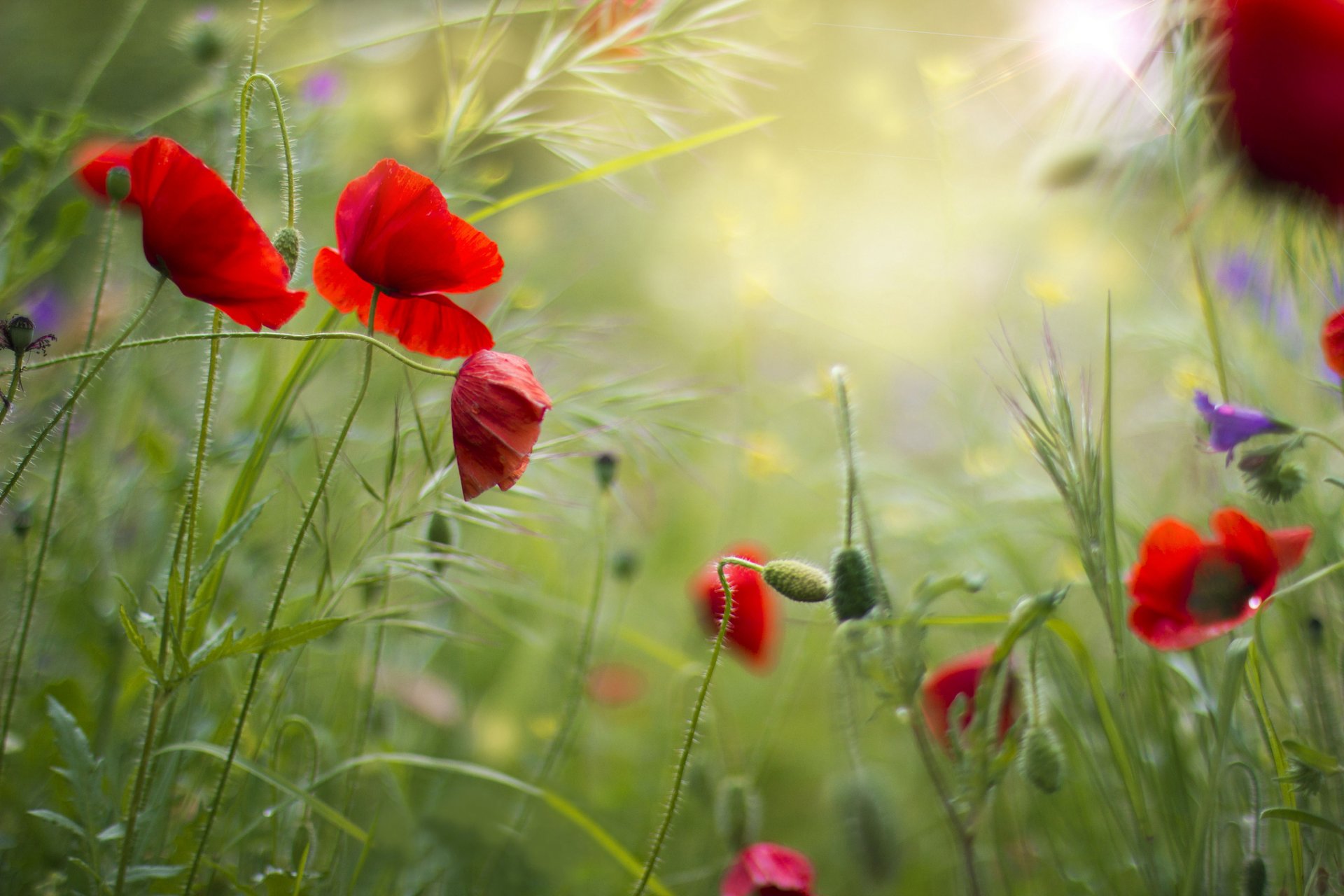 feld gras blumen mohnblumen rot sommer