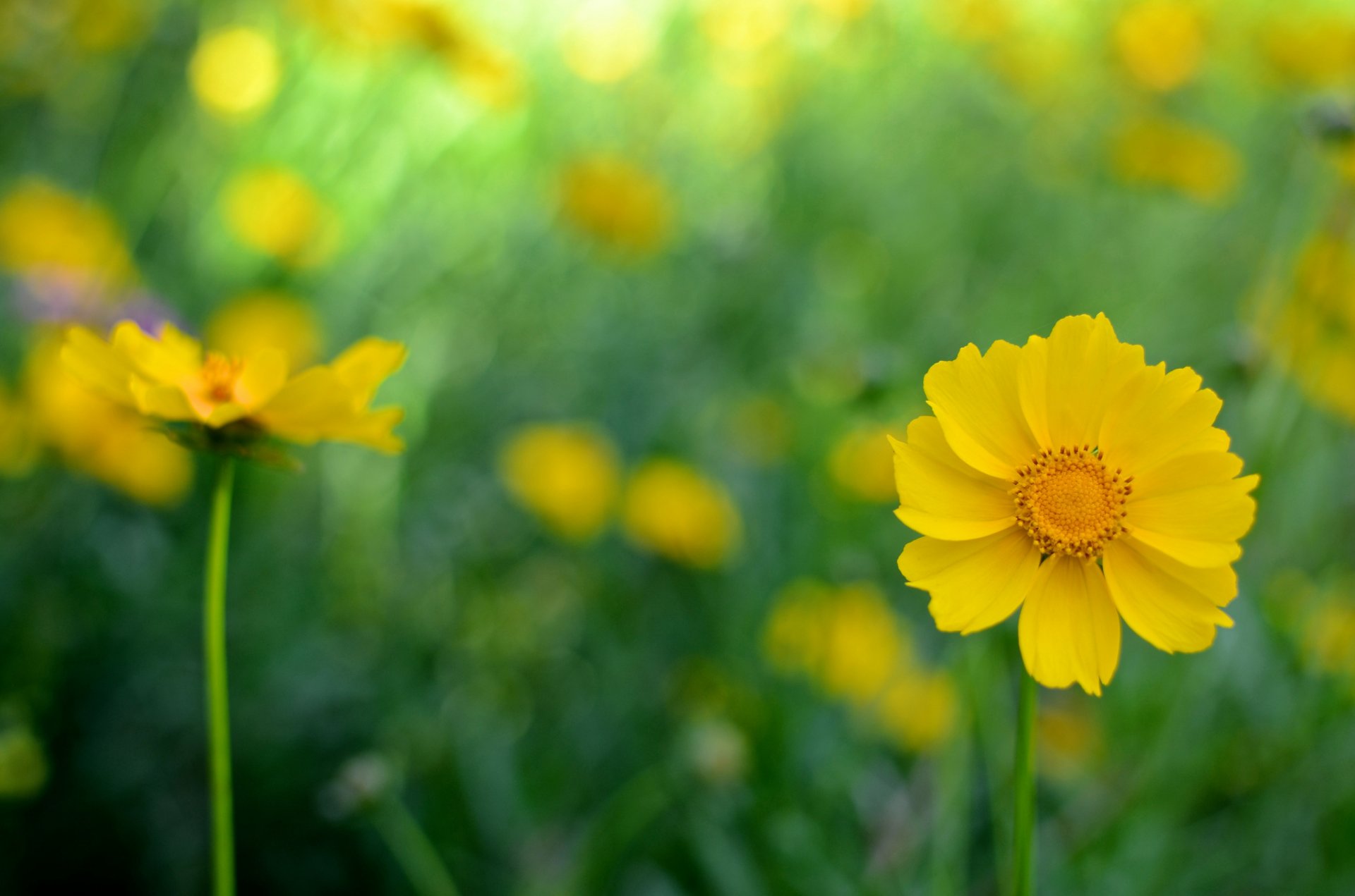 fleurs jaune cosmea fond