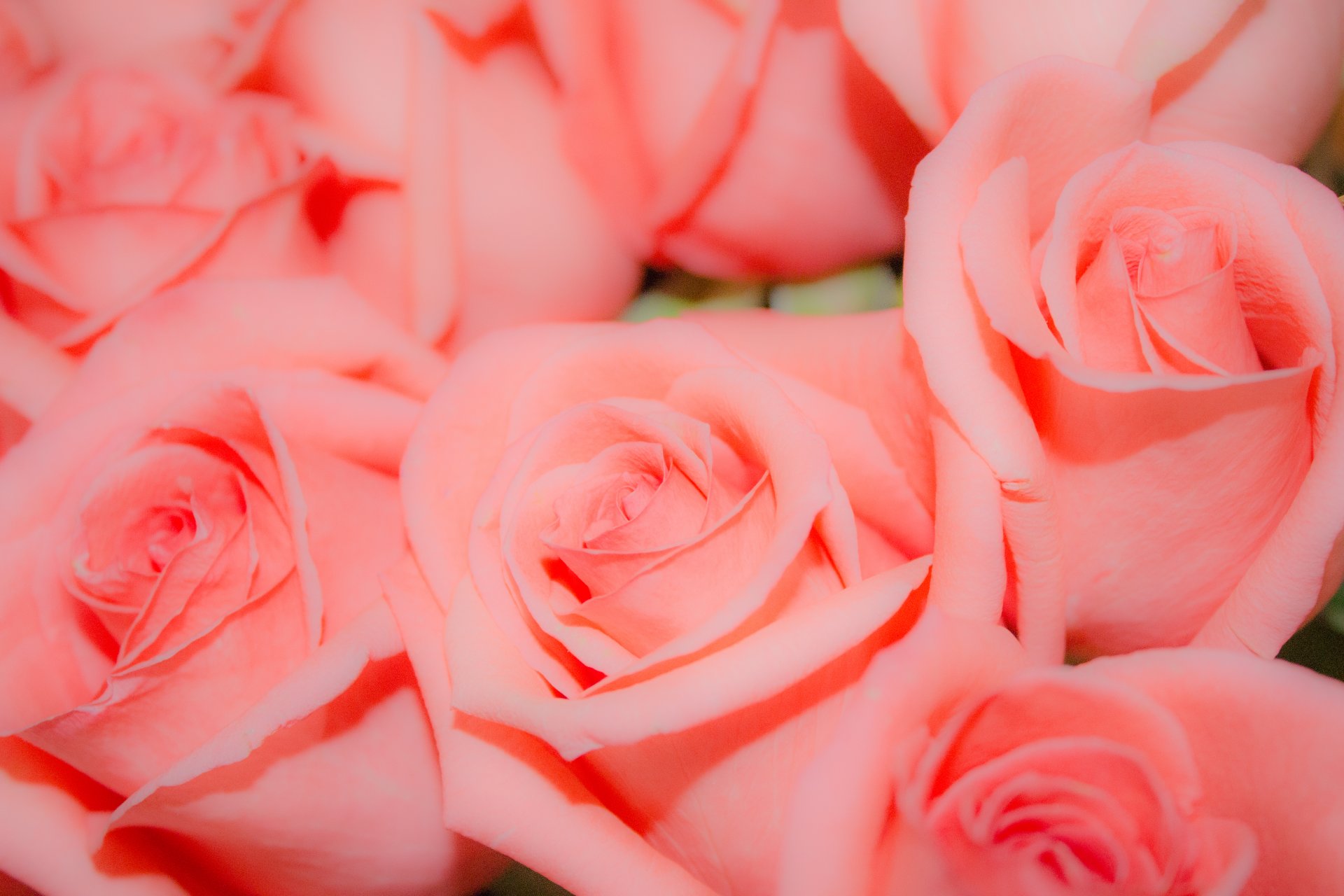 roses flower background pink bud