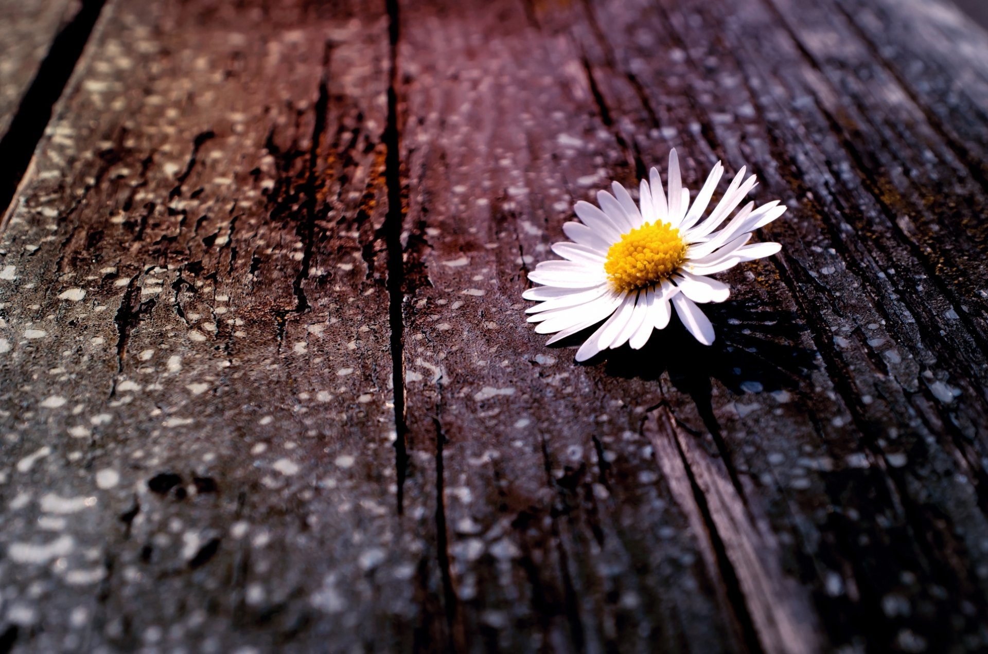 flowers flower flower daisy white yellow tree bark background wallpaper widescreen fullscreen widescreen widescreen