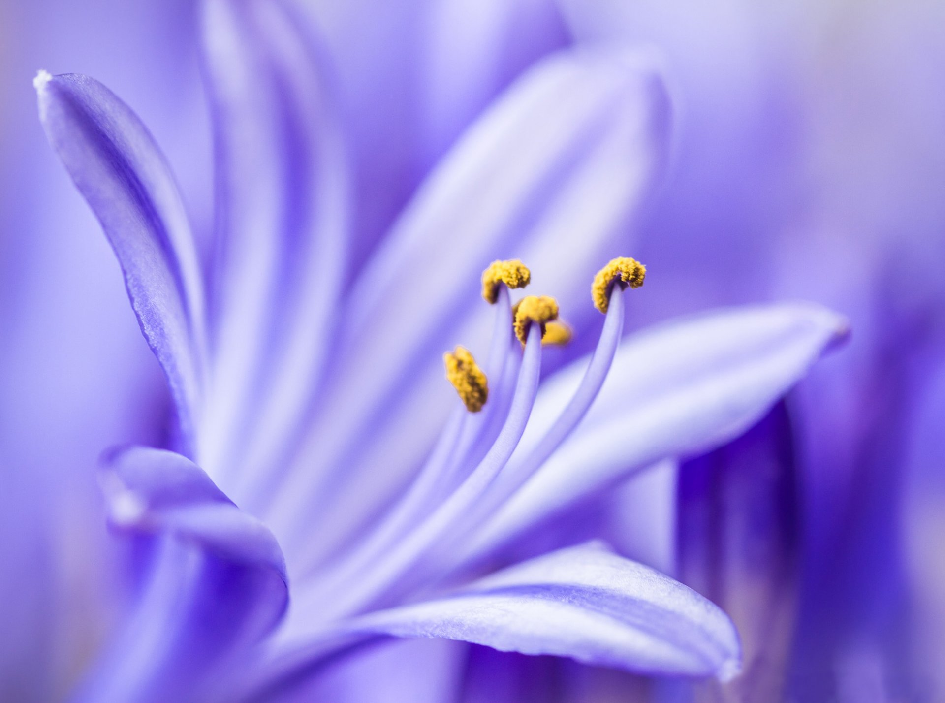 agapandus lilla fiore petali macro