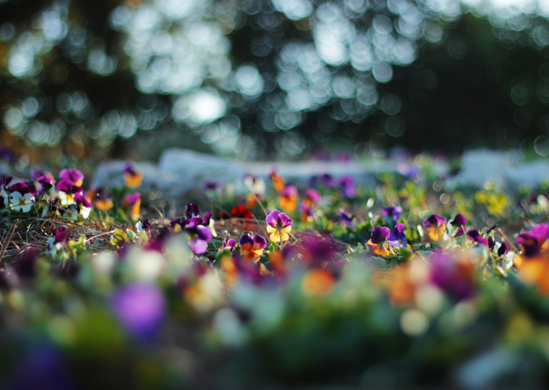 fleurs pensées éblouissement flou