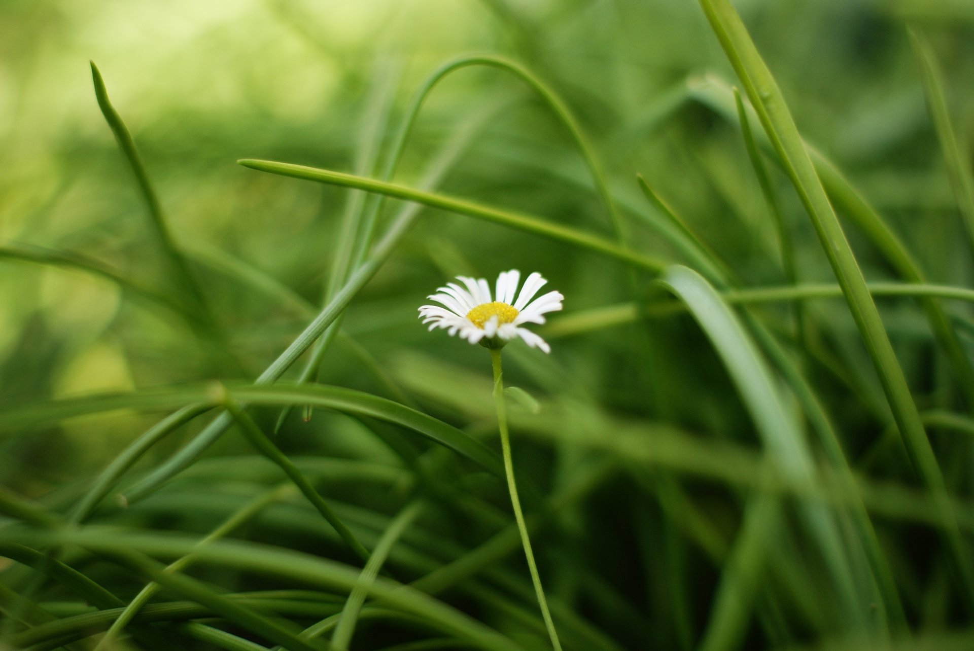 fiori fiore fiorellino margherita bianco giallo verde erba foglie sfondo carta da parati widescreen schermo intero widescreen widescreen