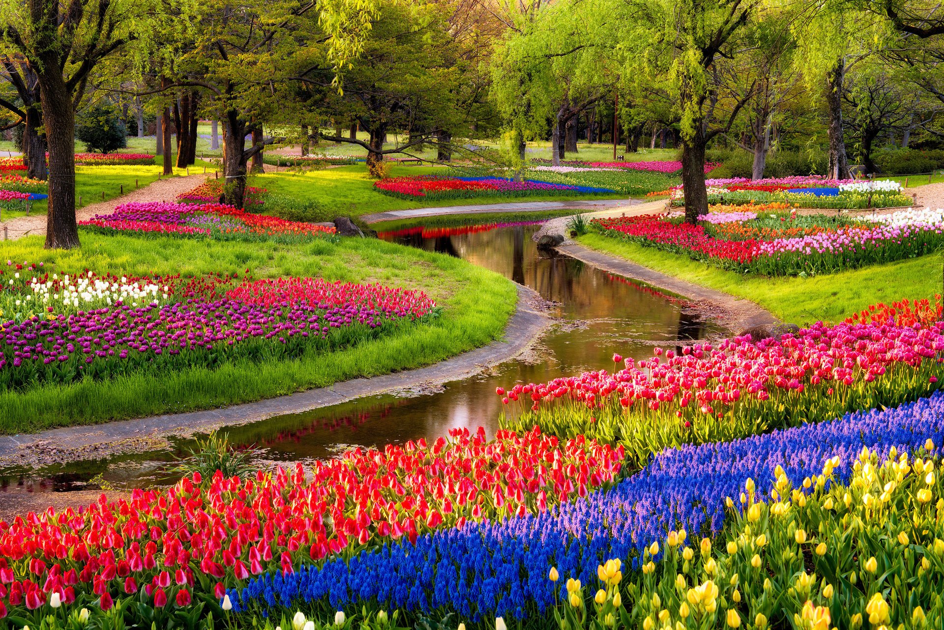 unrise park pond trees flowers muscari blue tulips multicolored walk spring