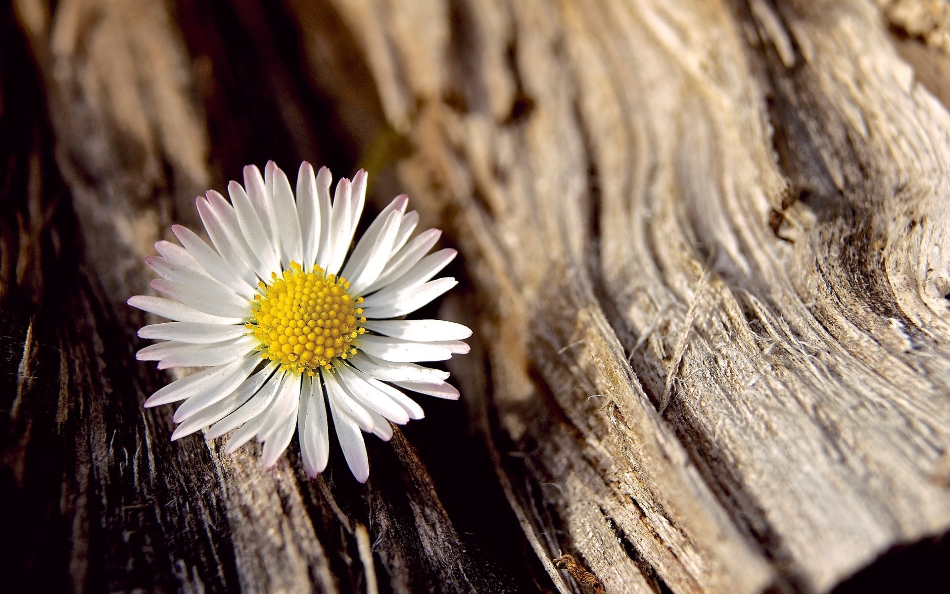 fiori fiore fiore margherita bianco macro albero corteccia sfondo carta da parati widescreen a schermo intero widescreen widescreen